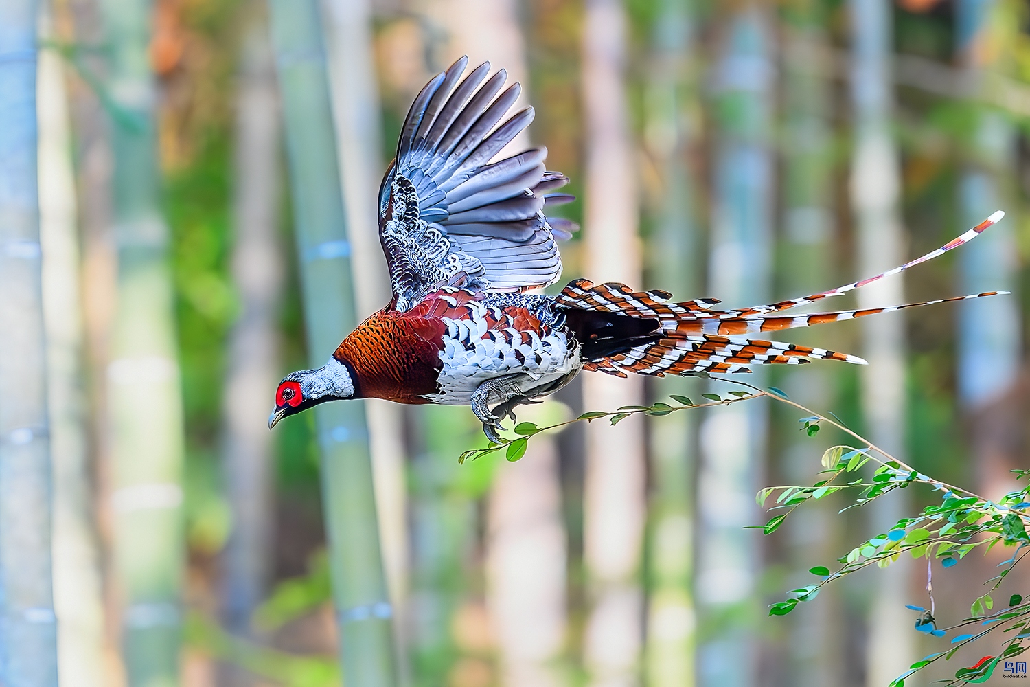 DSC_2603b.jpg