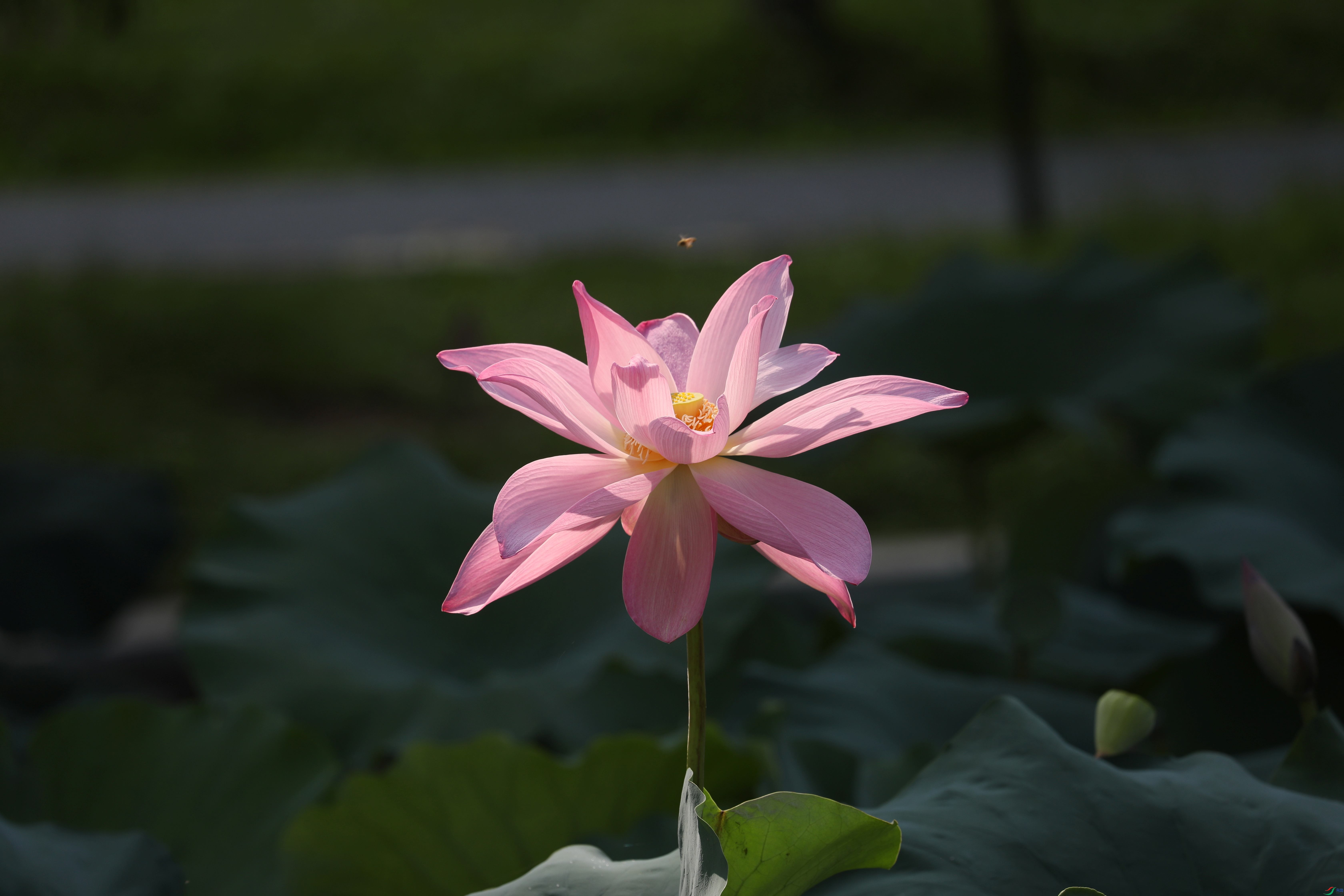 BL7A0987.JPG