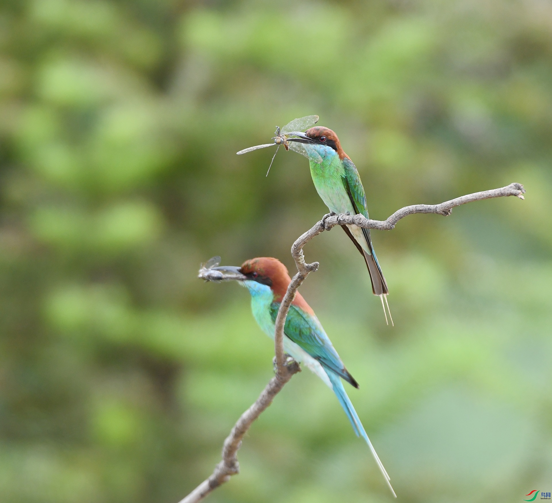 DSC_1115.jpg