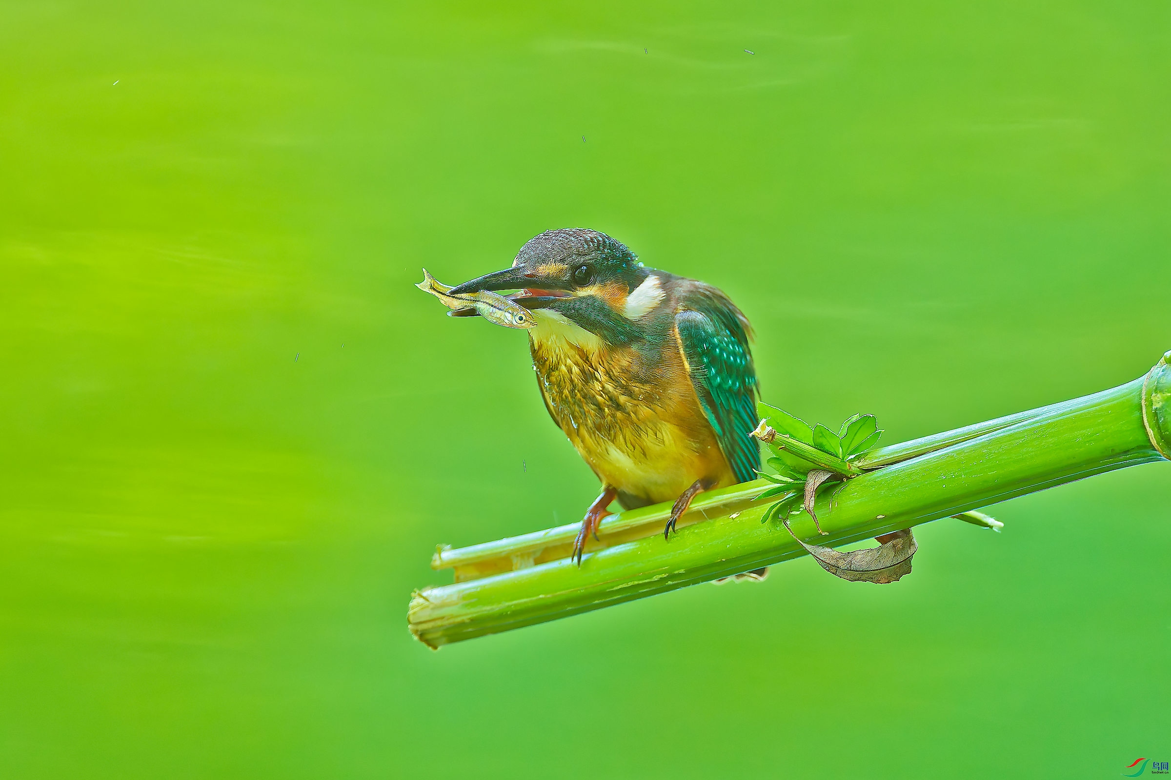 DSC_9682_DXO_DXO.jpg