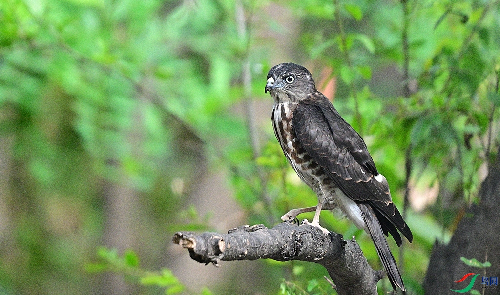 DSC_7994.JPG
