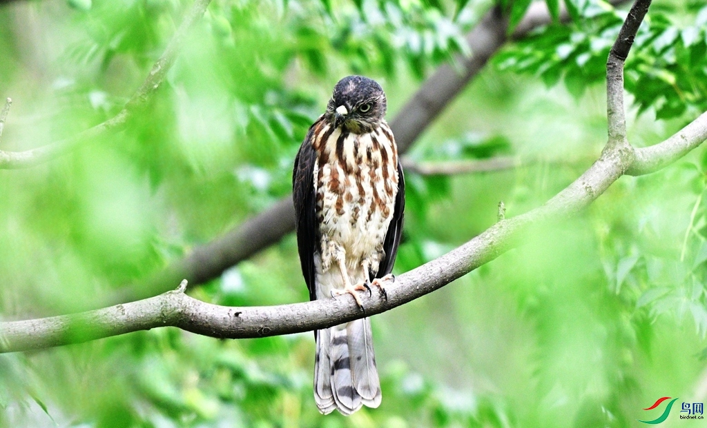 DSC_8227.JPG