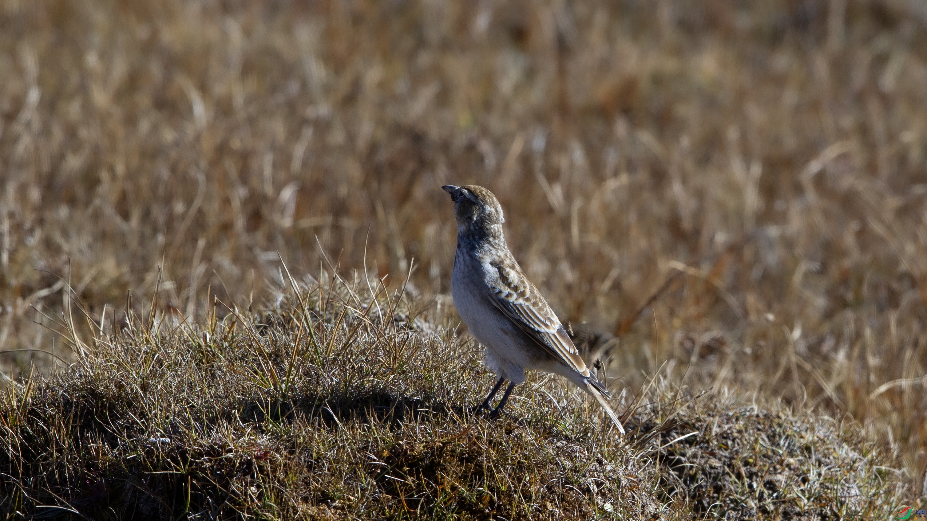 IMG_0753 ����.jpg