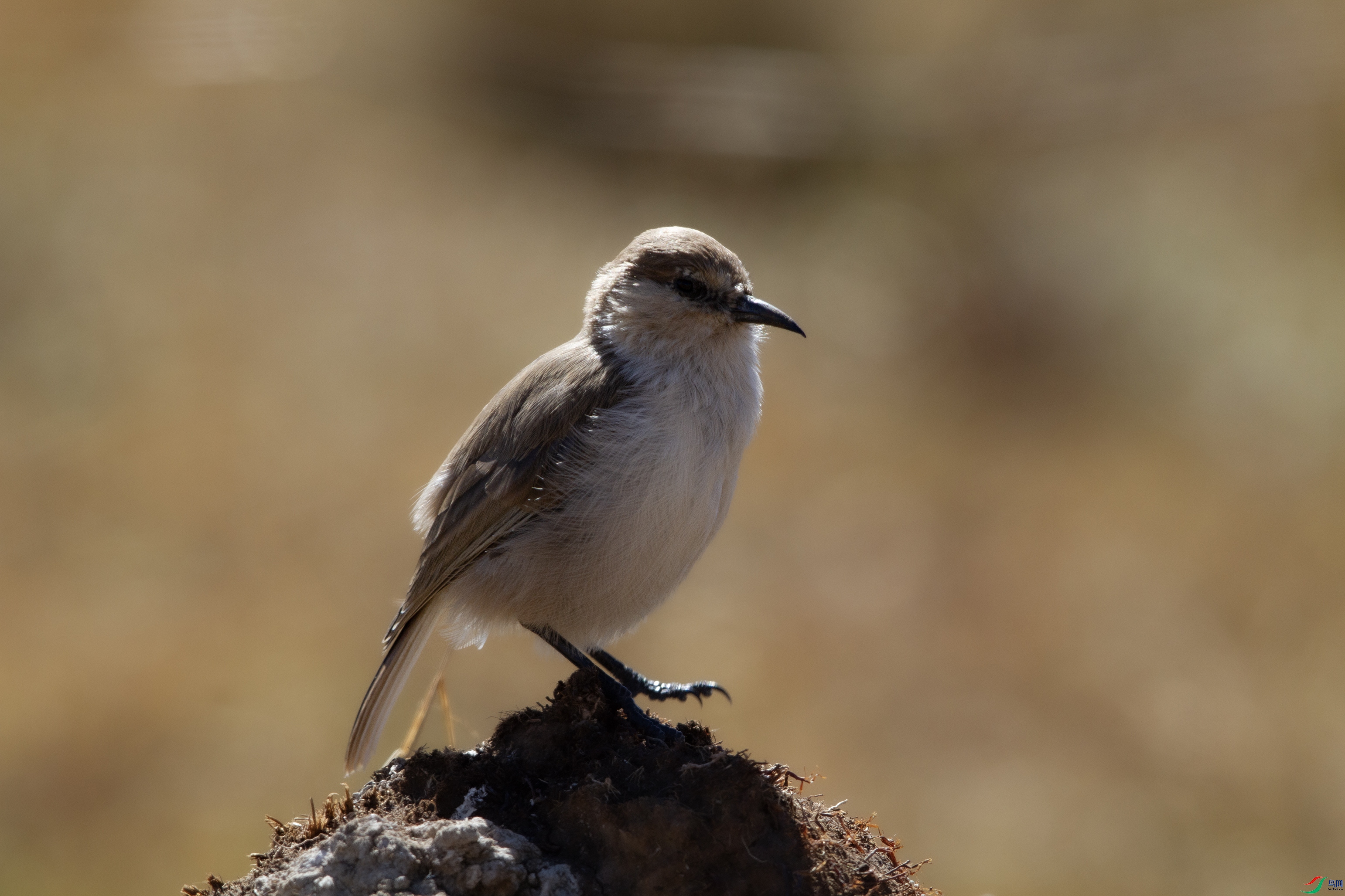 IMG_0542 ����.jpg