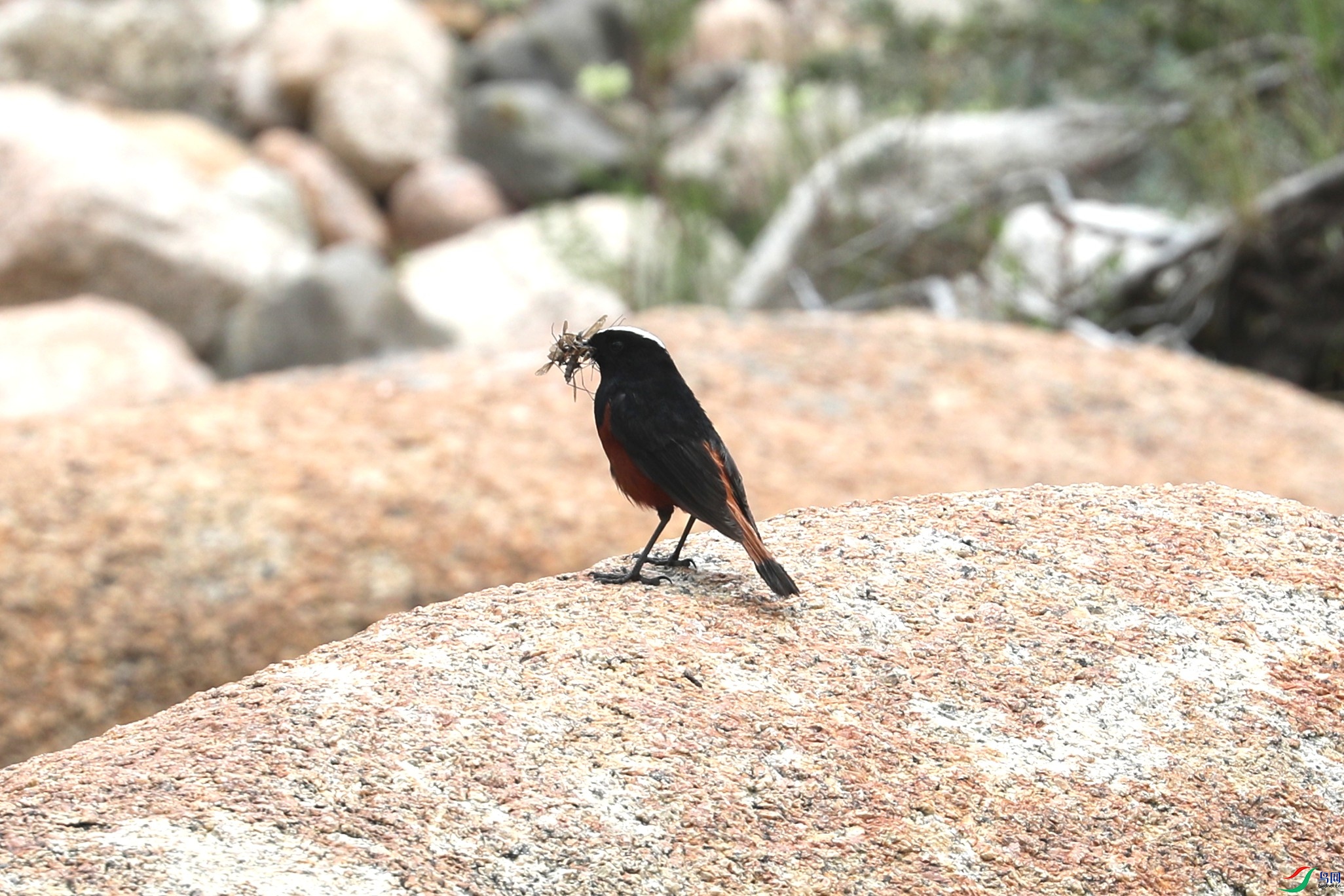 BL7A3767.JPG
