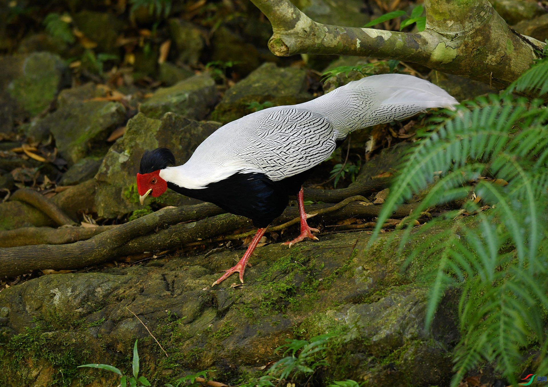DSC_3225.jpg