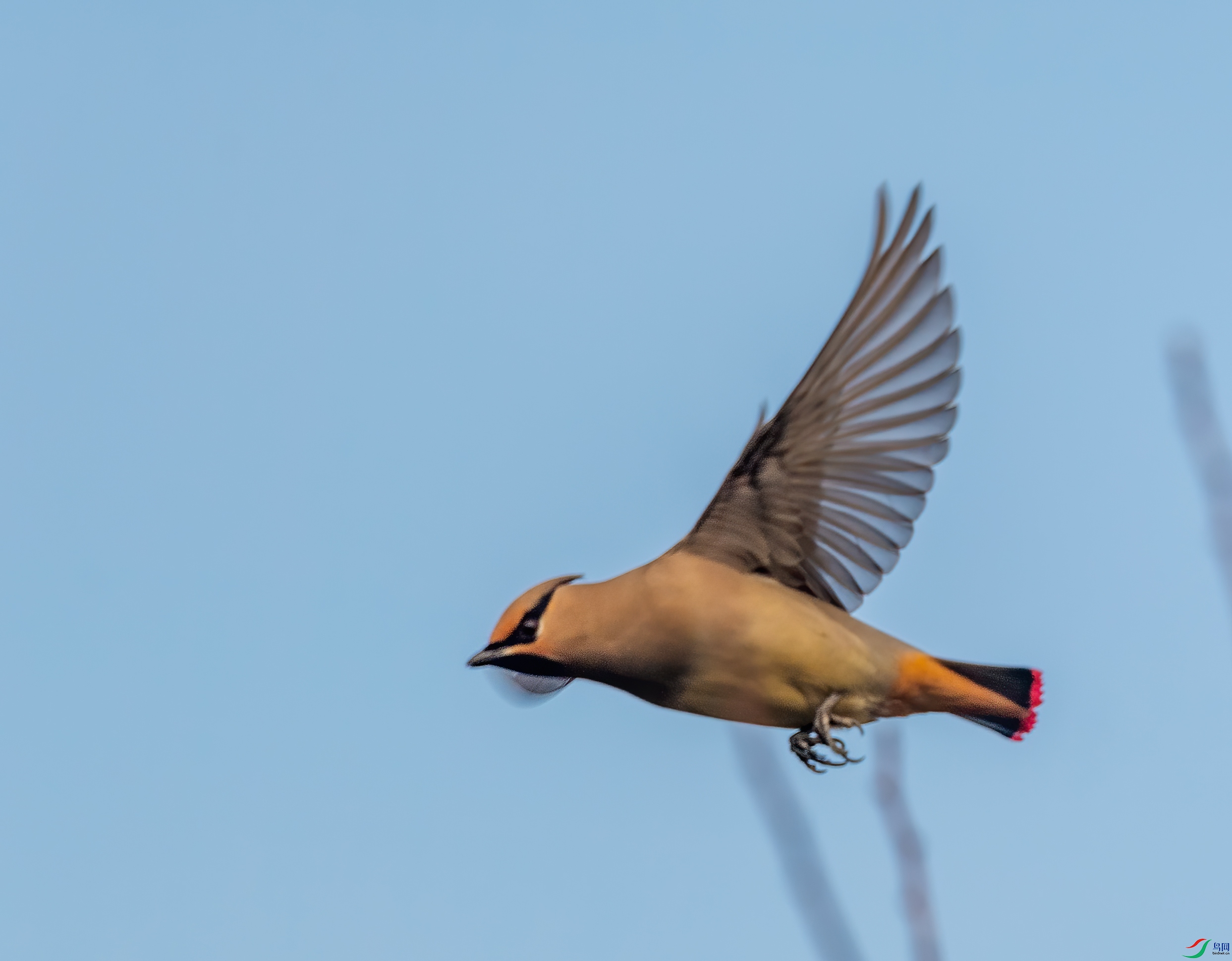 DSC_5354-1.jpg