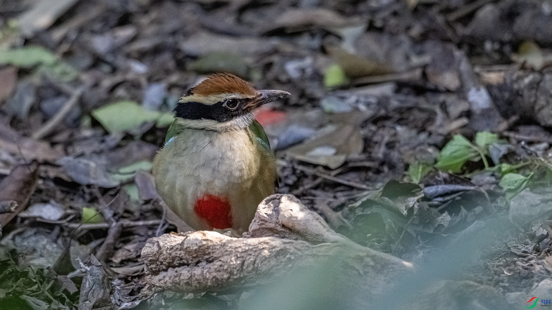 DSC_8112.jpg