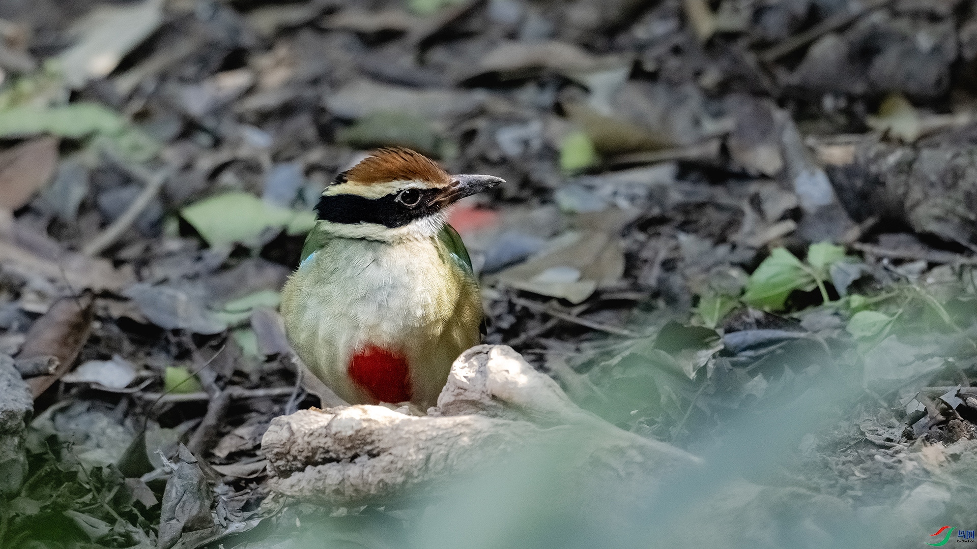 DSC_8115.jpg