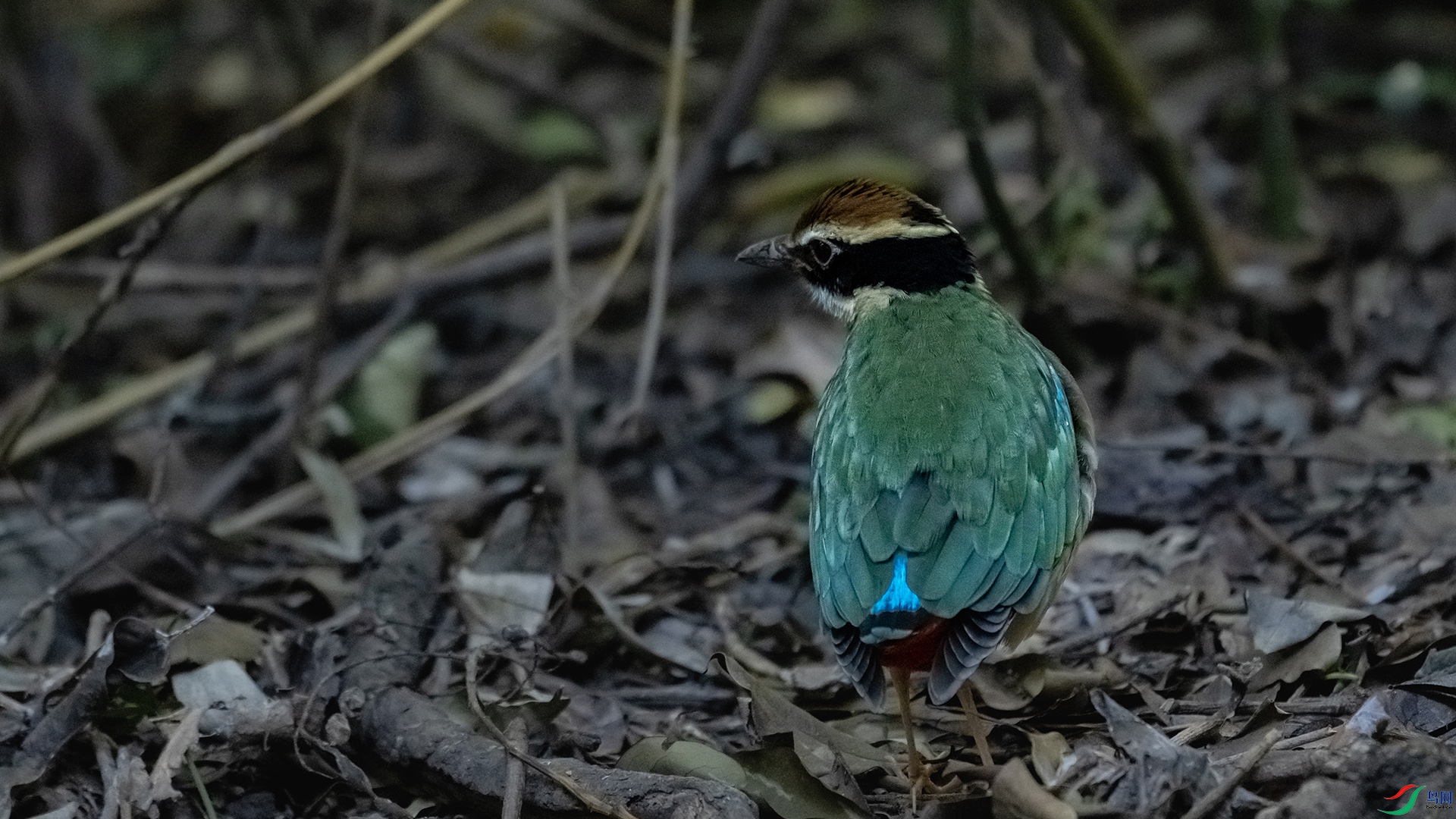 DSC_8174.jpg