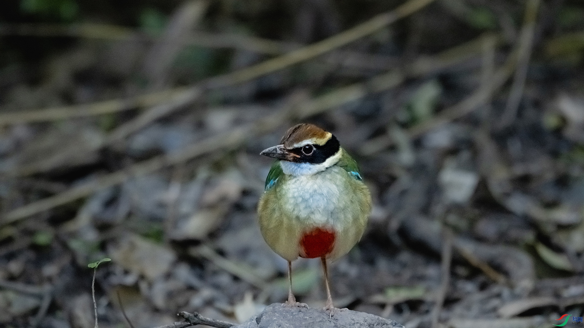 DSC_9981.jpg