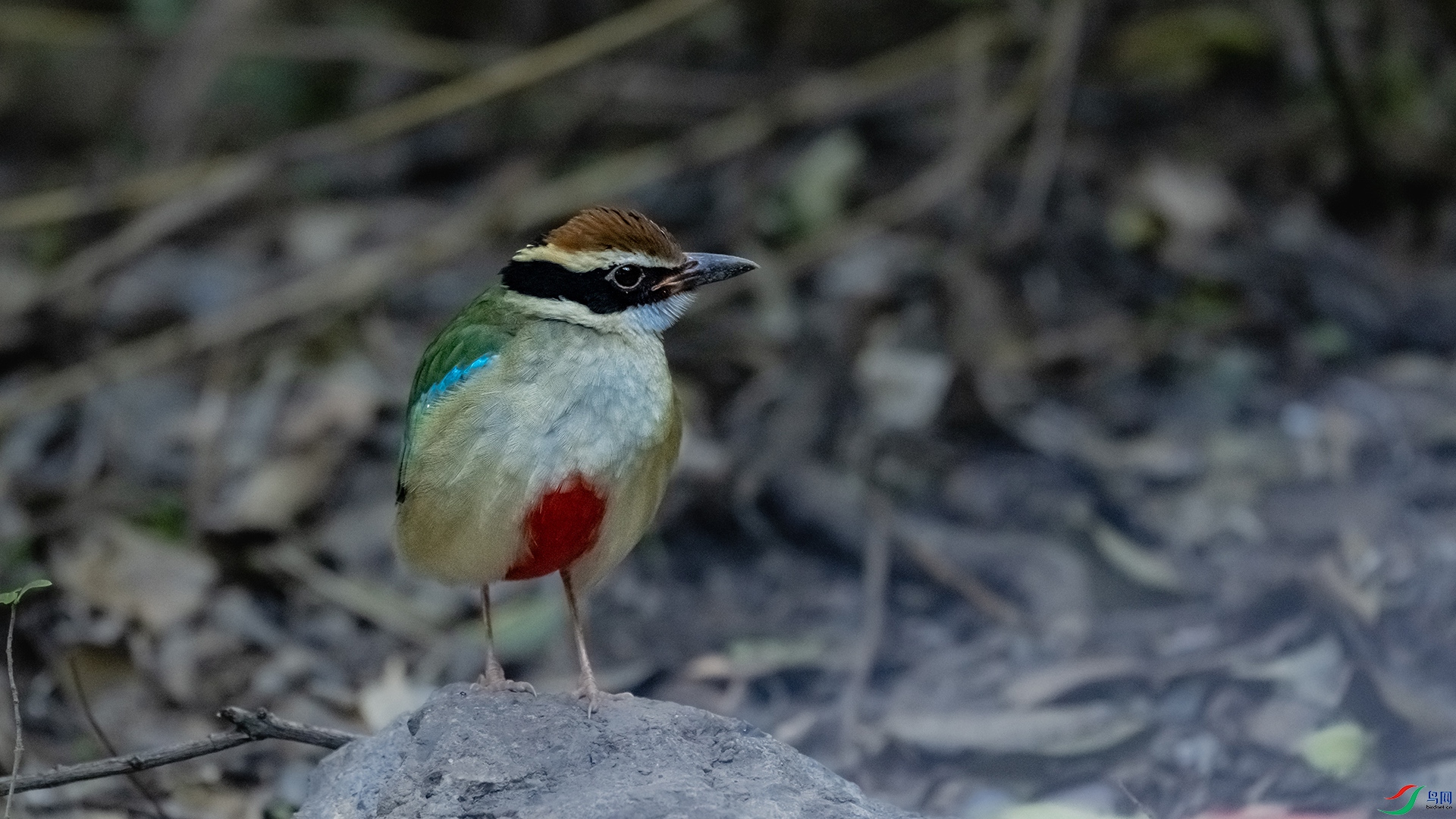 DSC_9995.jpg