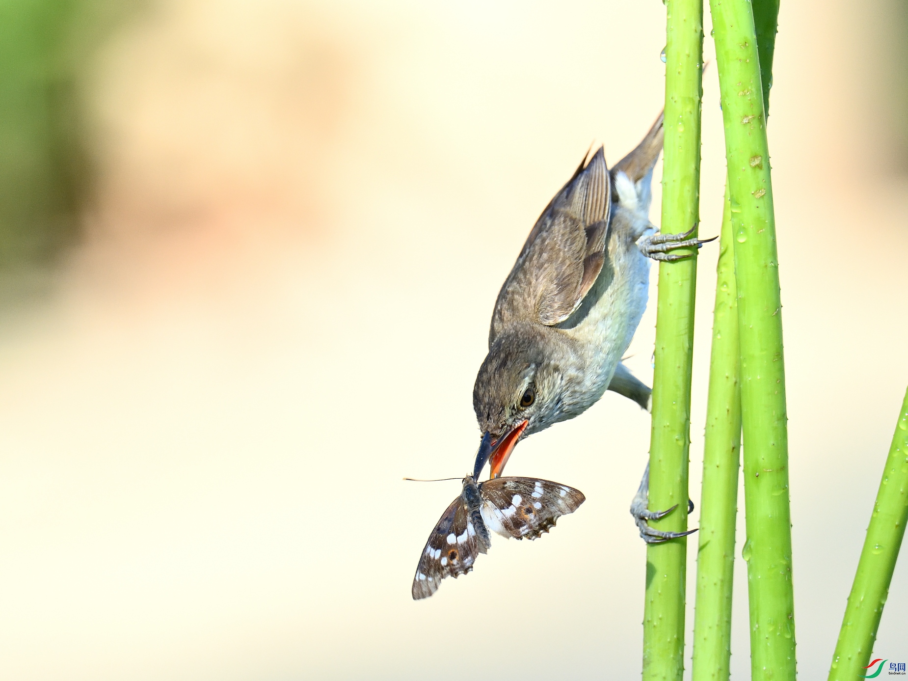 DSC_6215_01.JPG