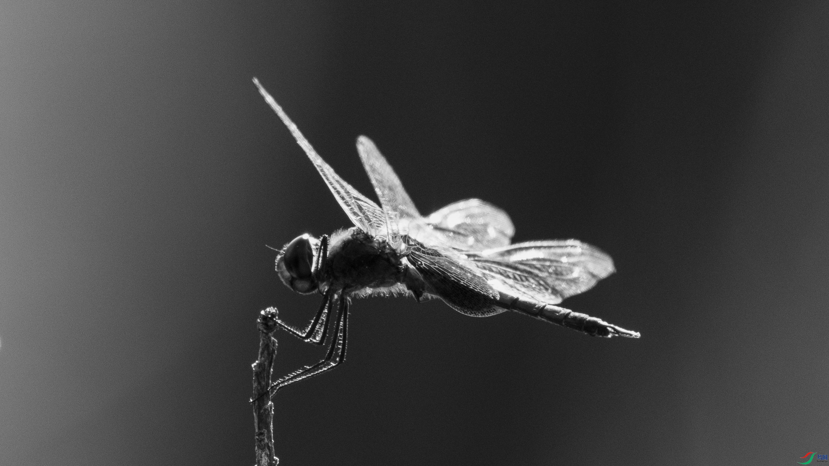 4Z6A3971.jpg