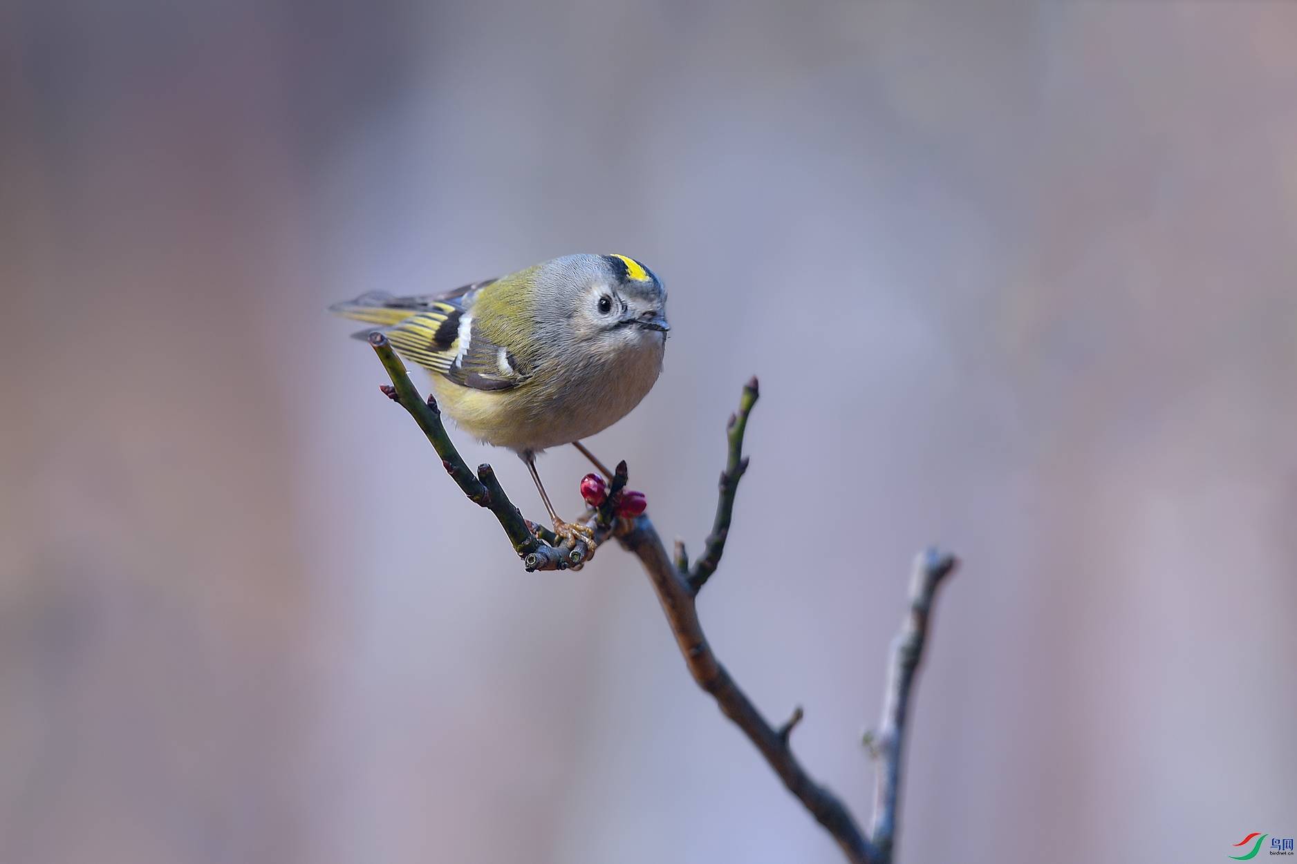 DSC_0849aa.jpg