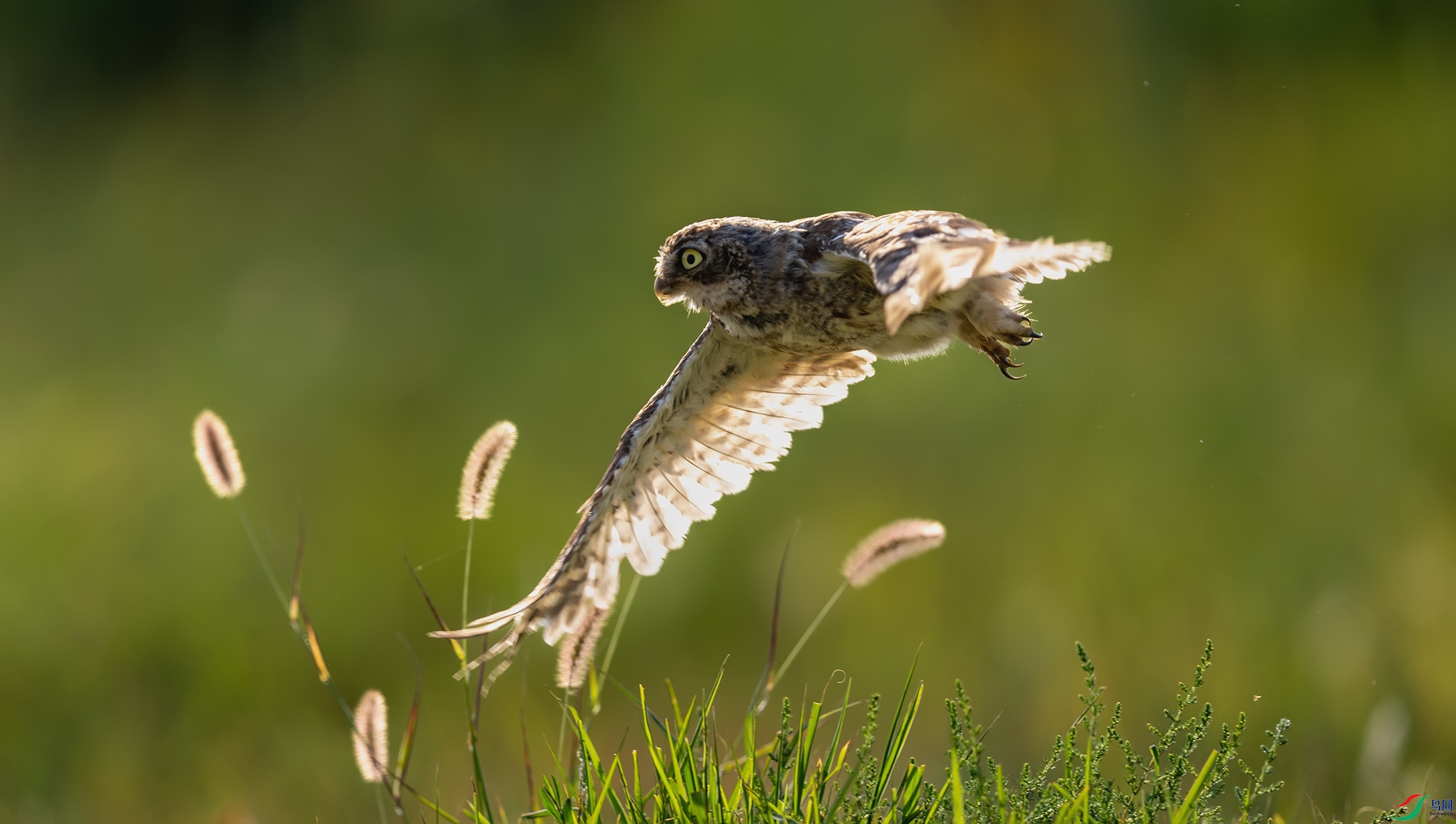 ���Ƹ�С�^