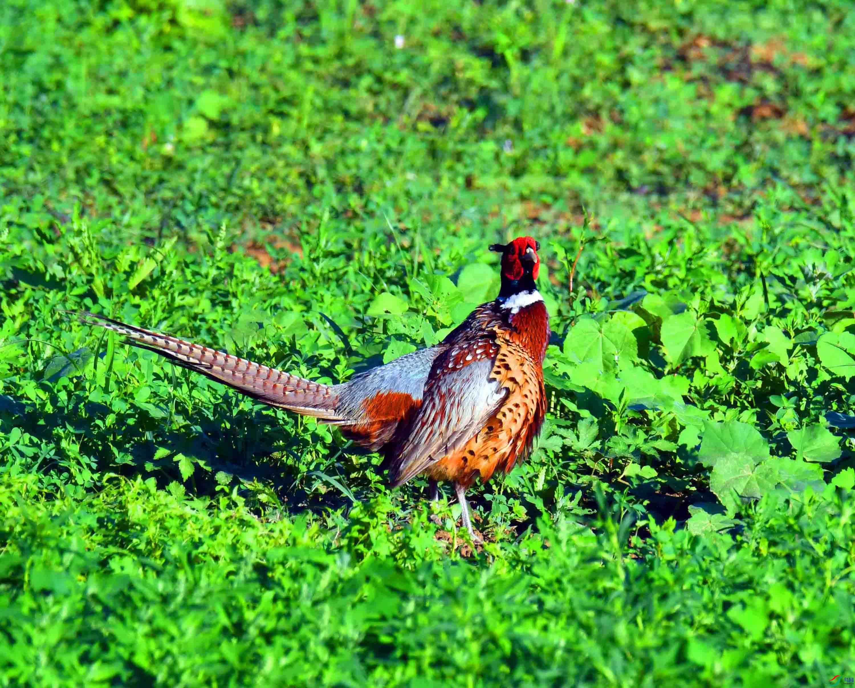 DSC_4873.JPG
