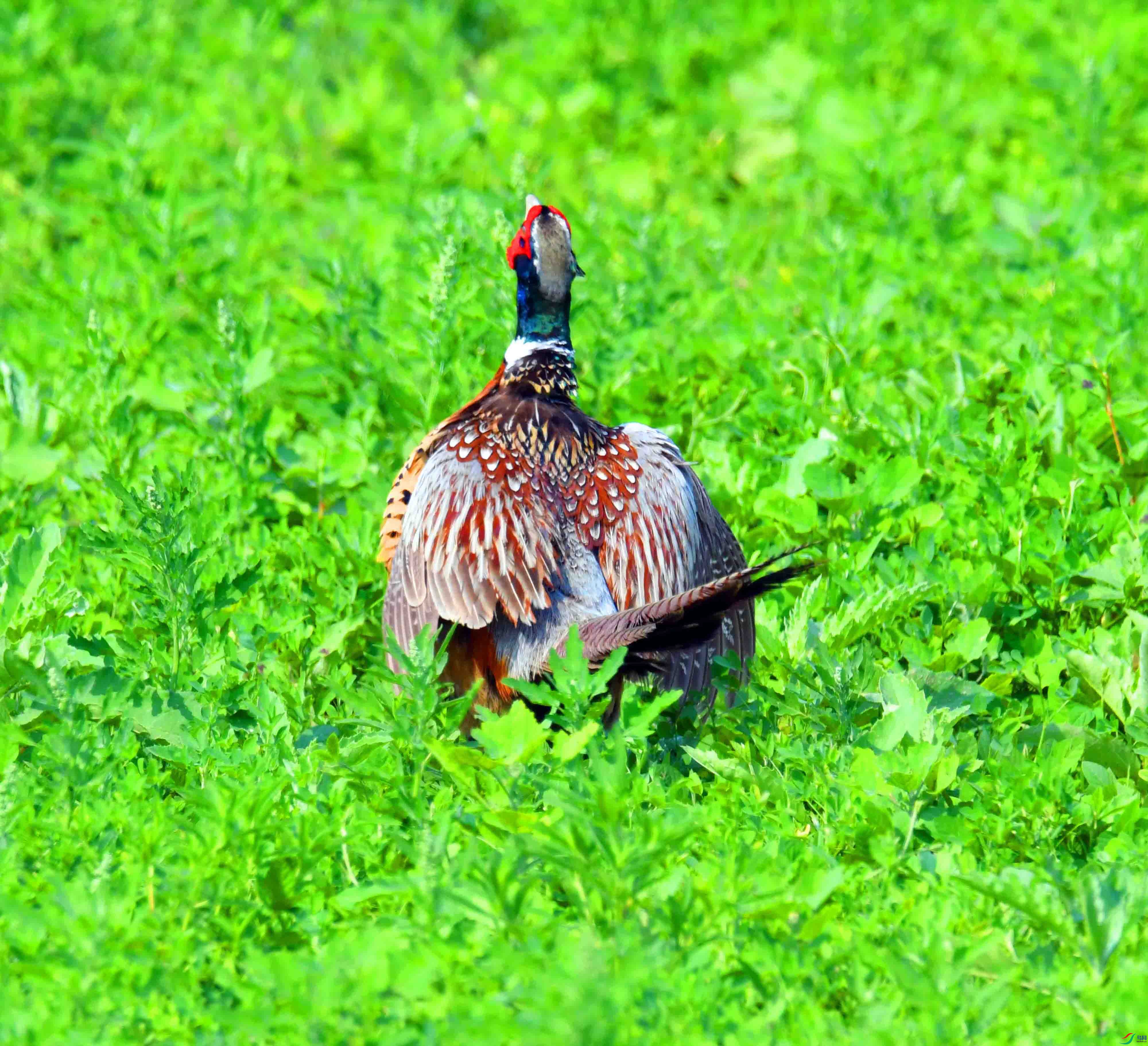 DSC_5040.JPG
