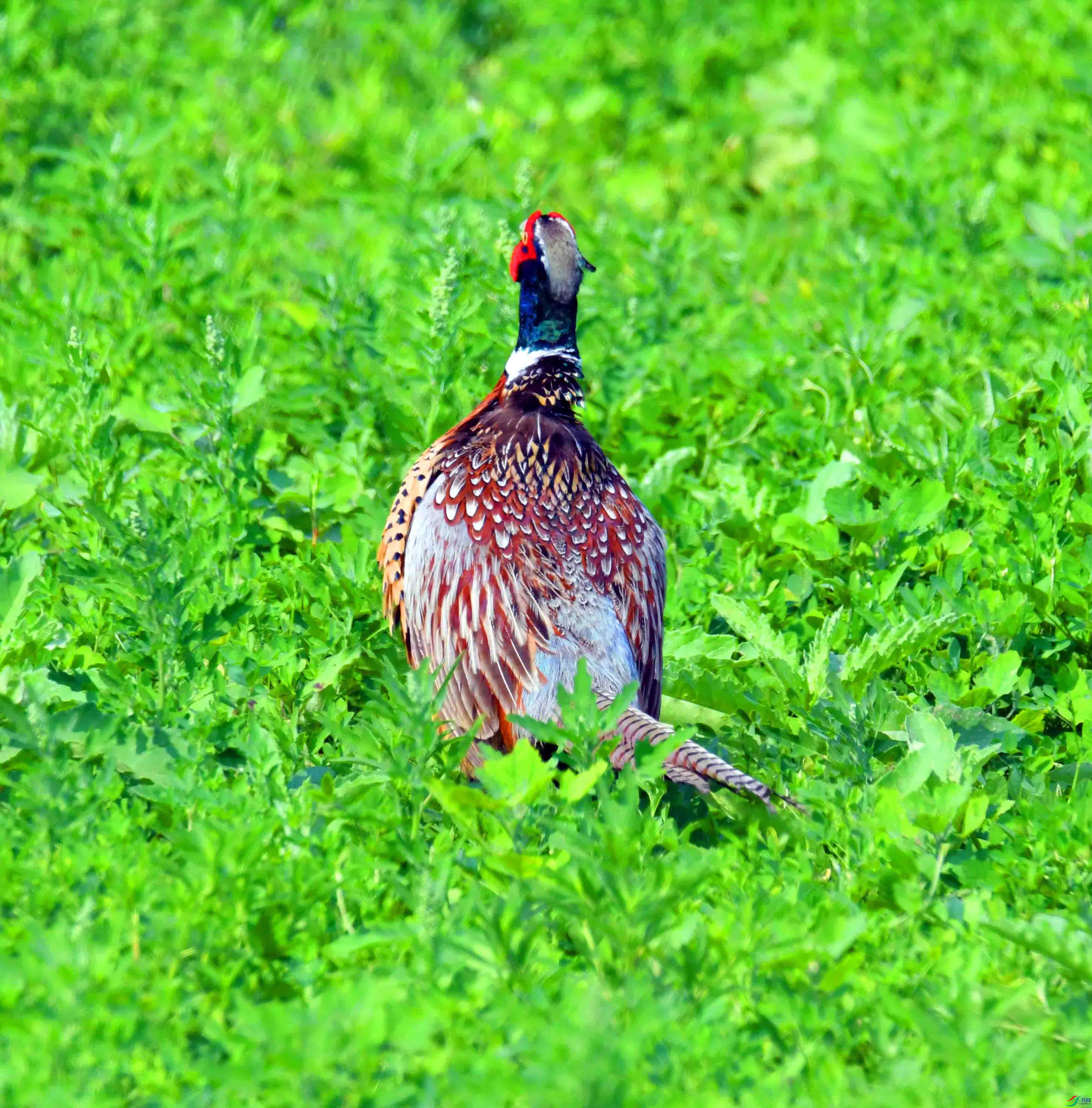 DSC_5042.JPG