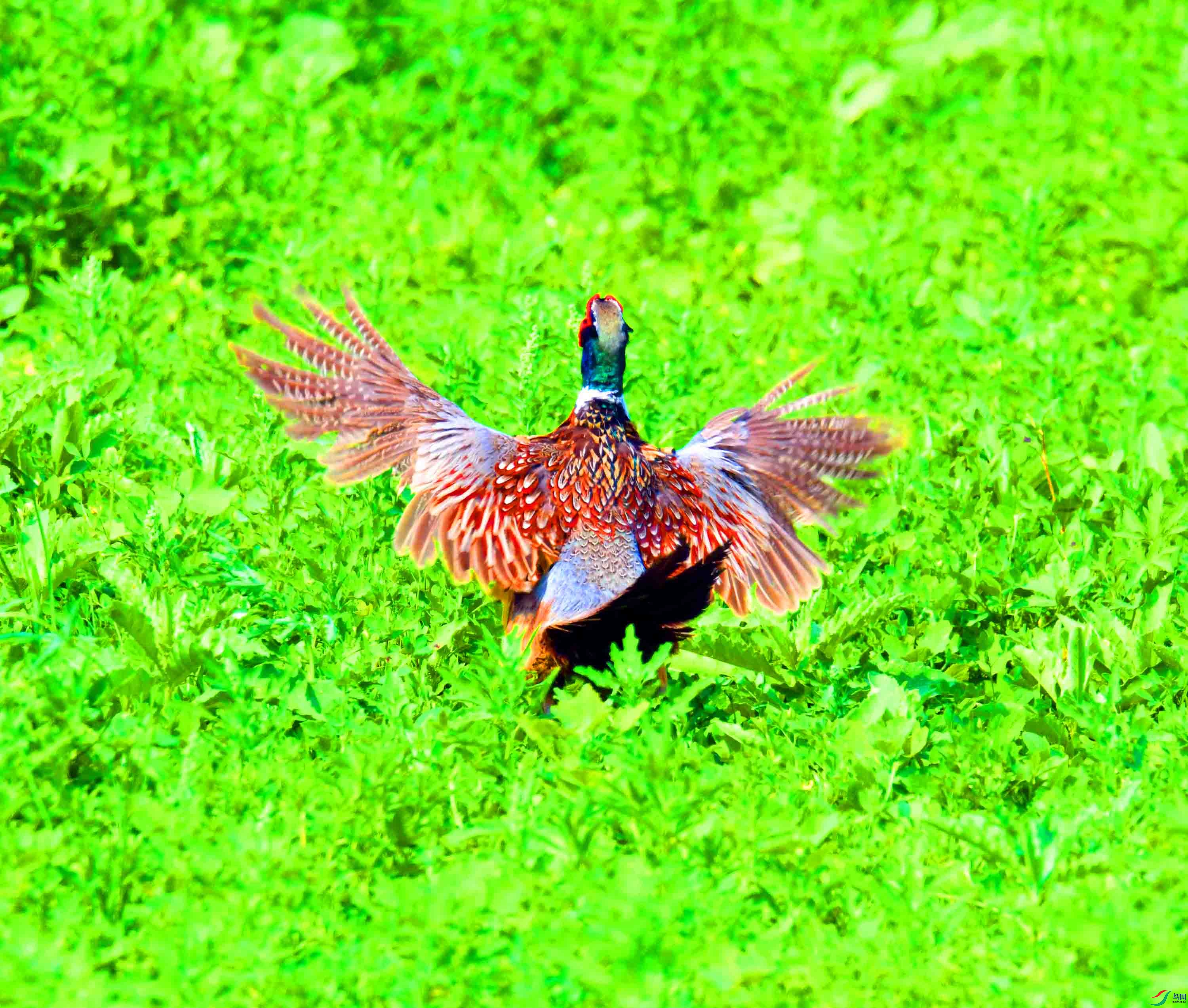 DSC_5047.JPG