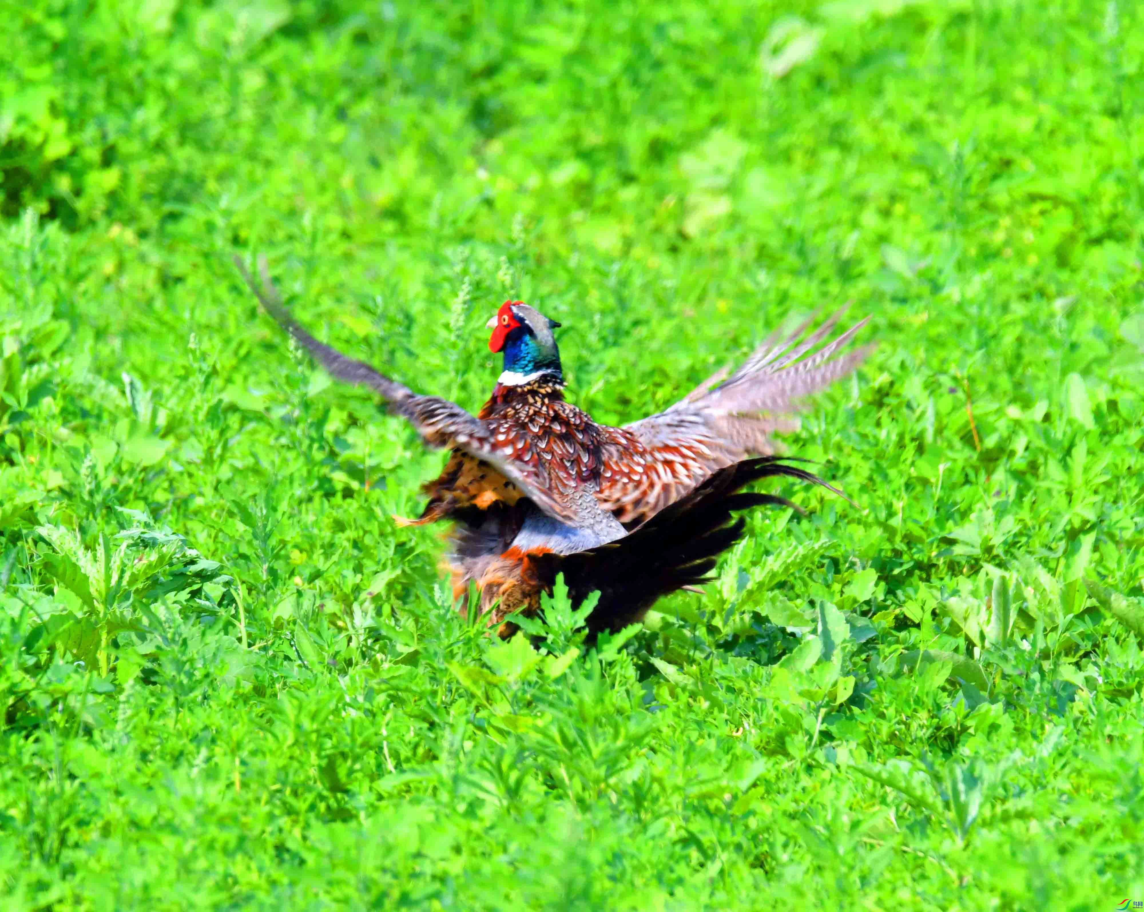 DSC_5051.JPG