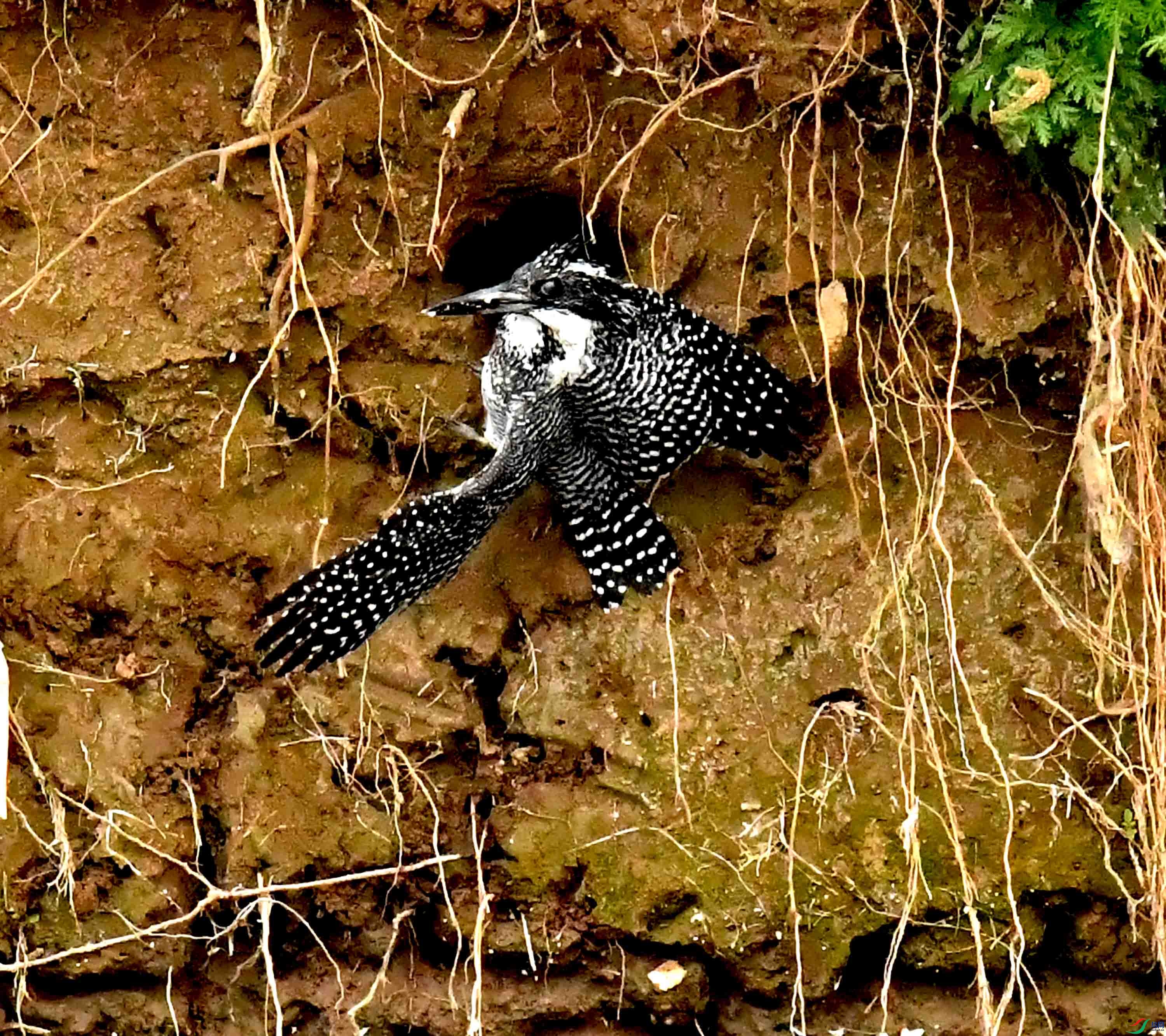 DSC_2686.JPG