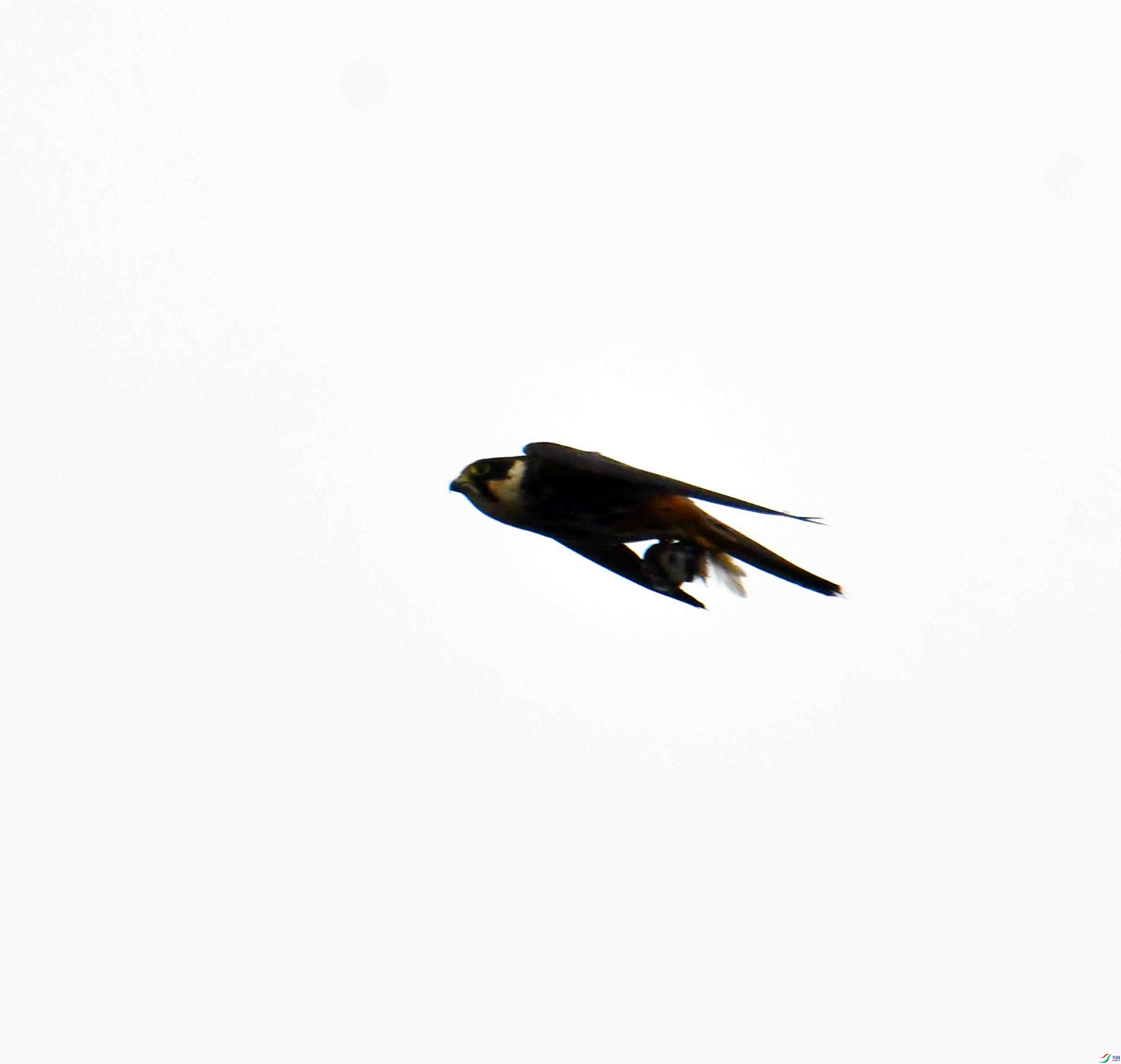 DSC_5244.JPG