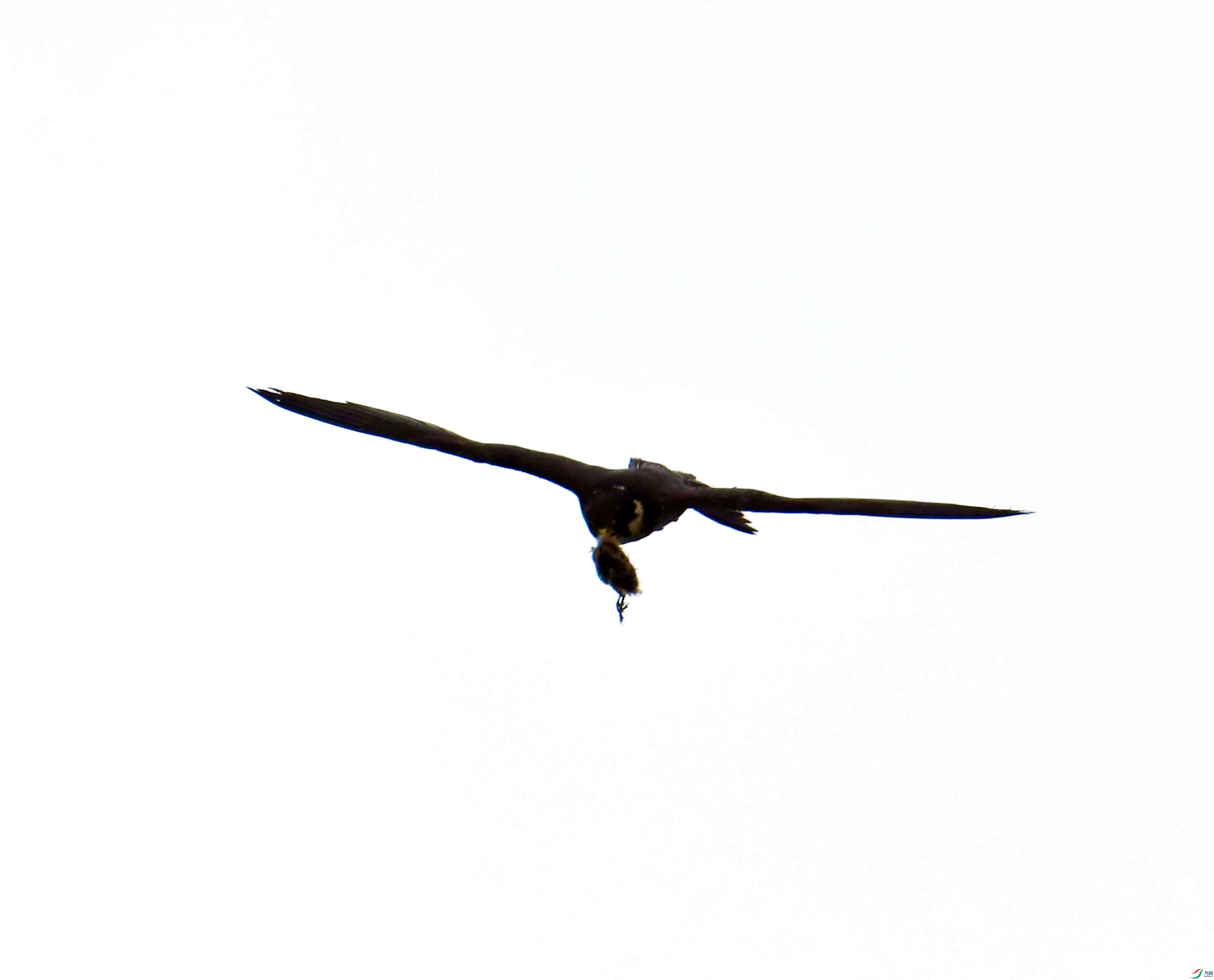 DSC_5250.JPG