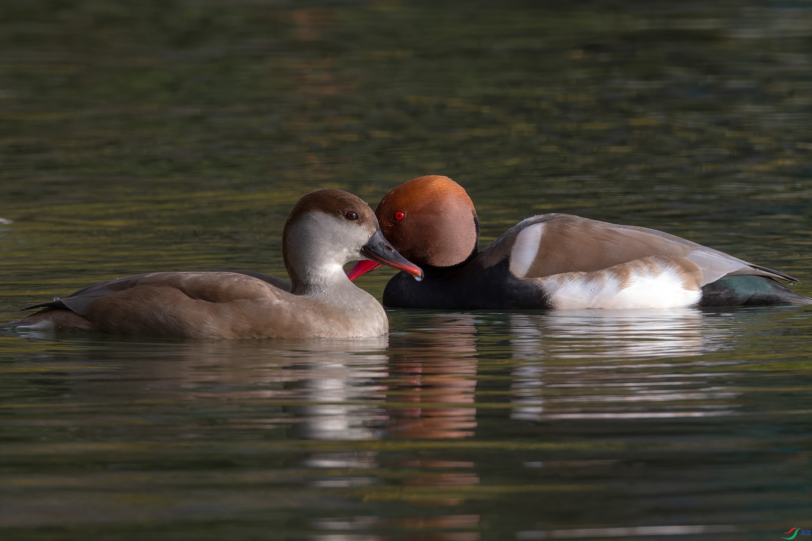 DSC_4634.jpg