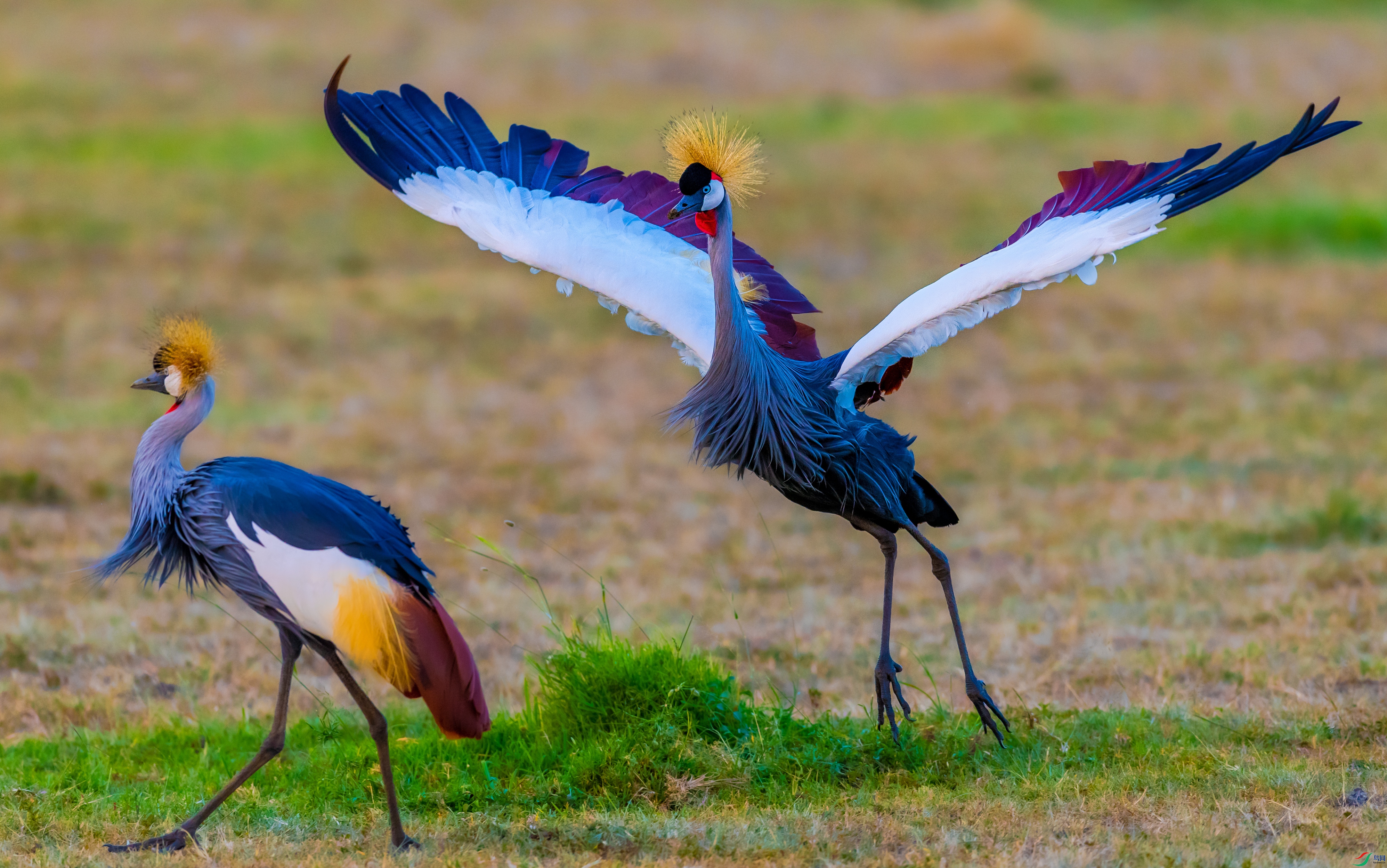 DSC_4410_1.jpg