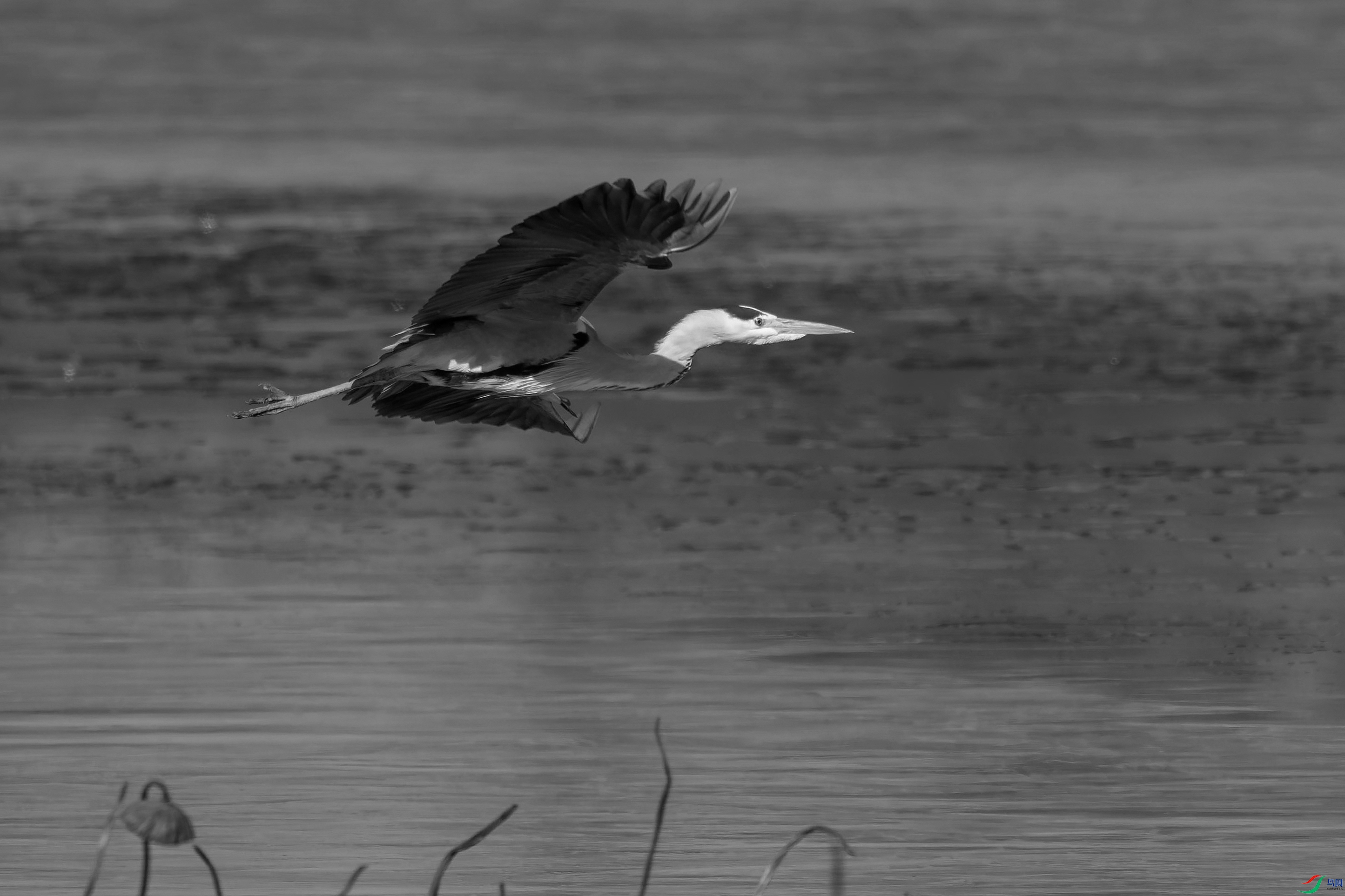 DSC_1608-.jpg