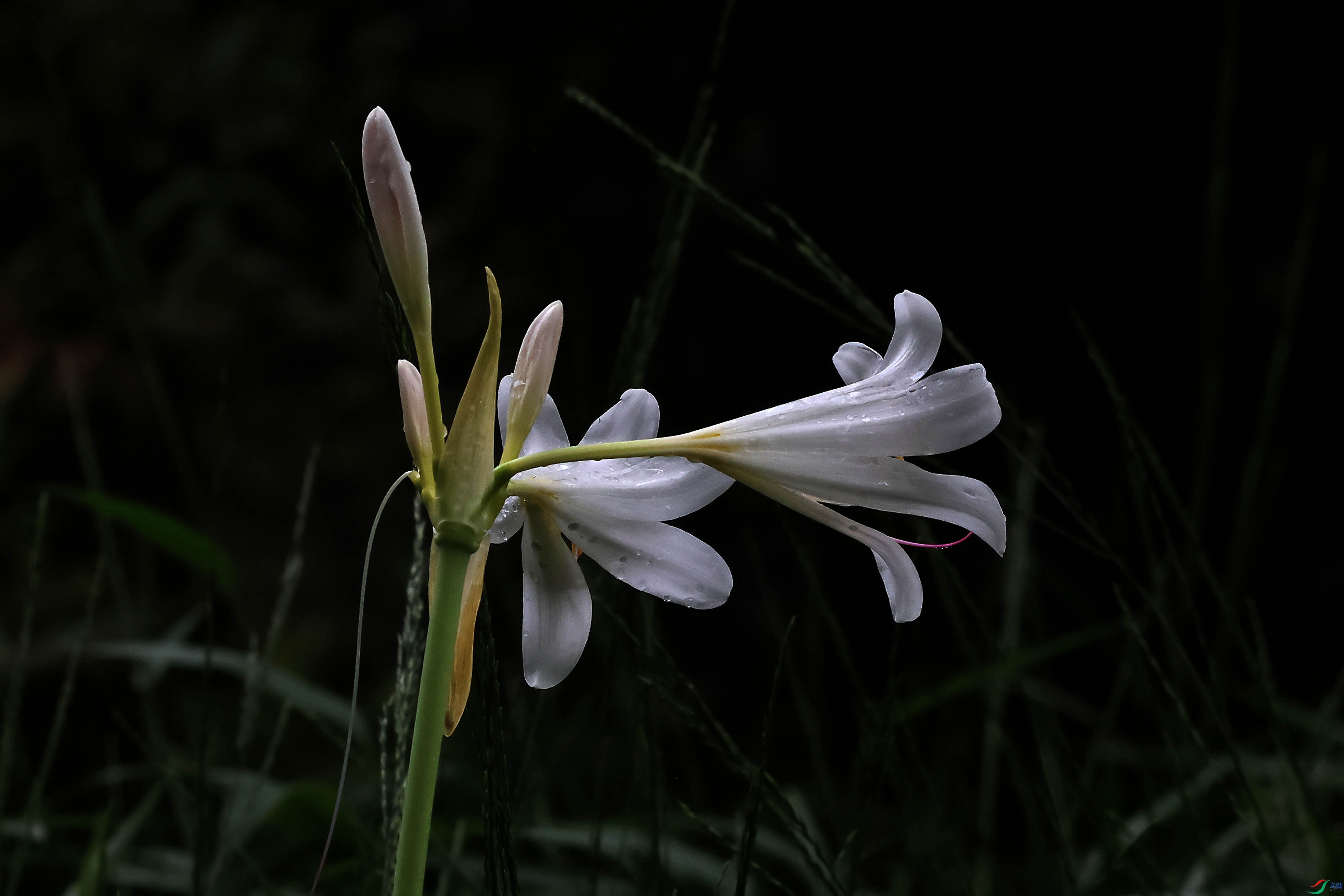 2G9A8352.JPG