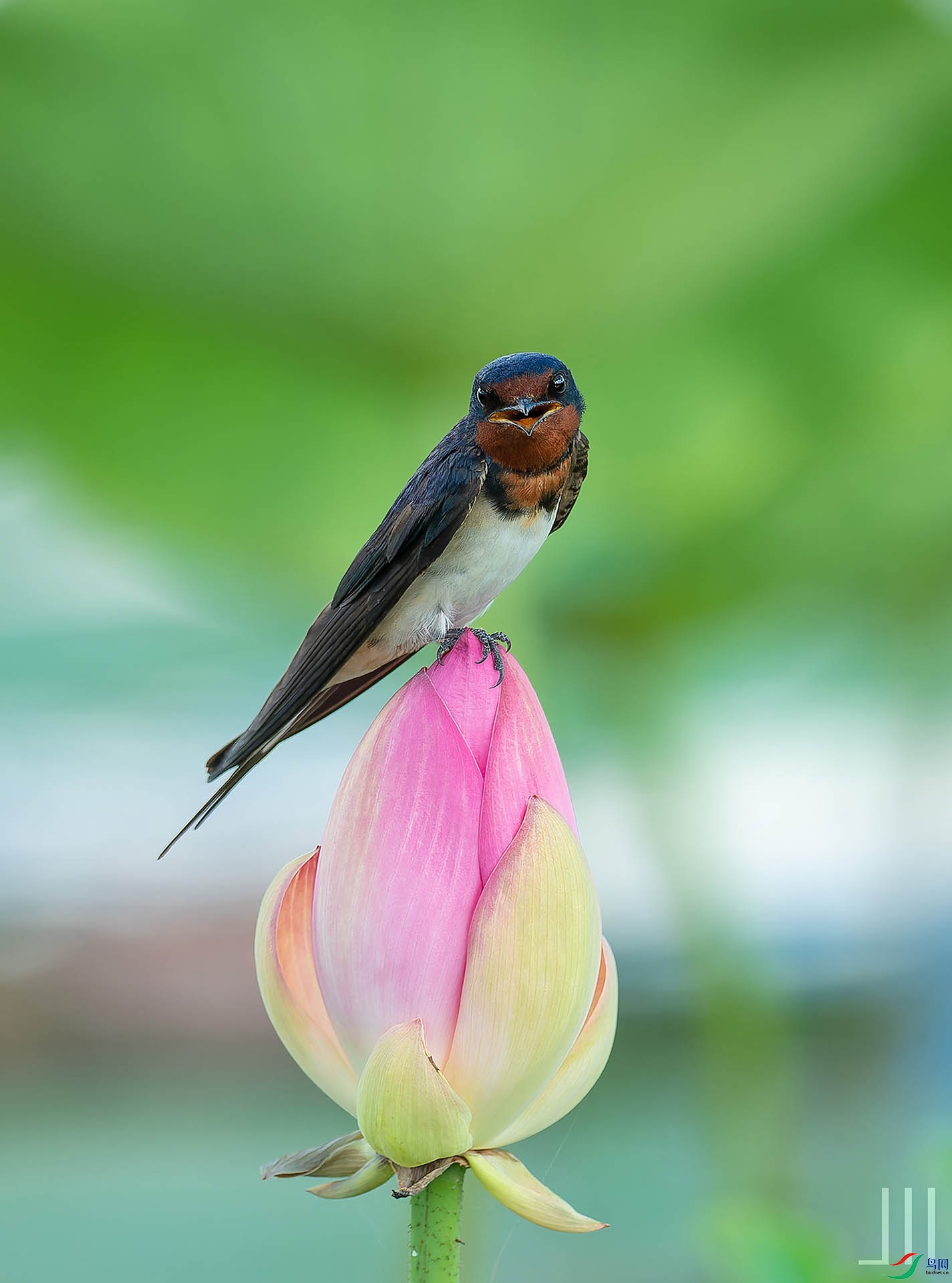 DSC_0663-NEF_DxO_DeepPRIMEXD_1 - ����.jpg