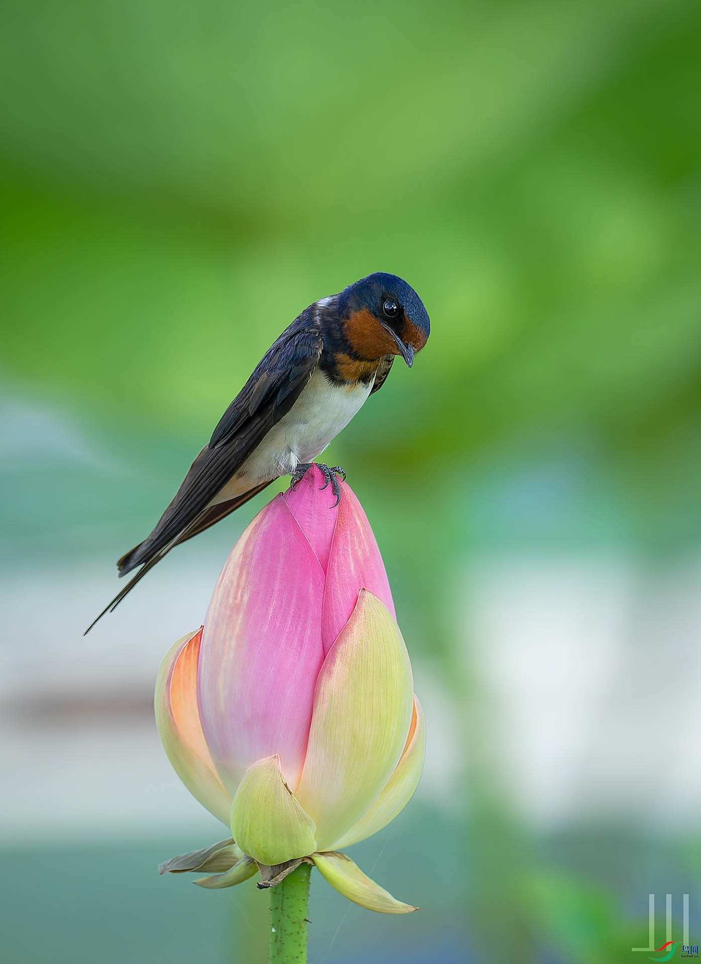 DSC_0667-NEF_DxO_DeepPRIMEXD - ����.jpg