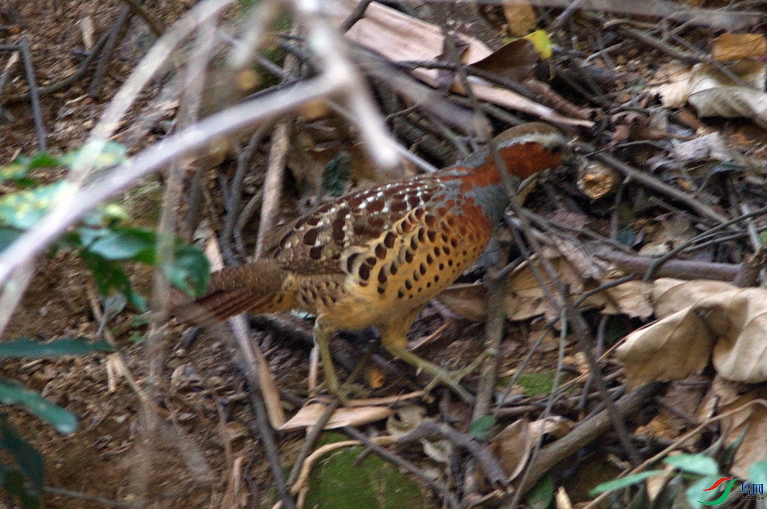DSC_7076zx_������С.jpg
