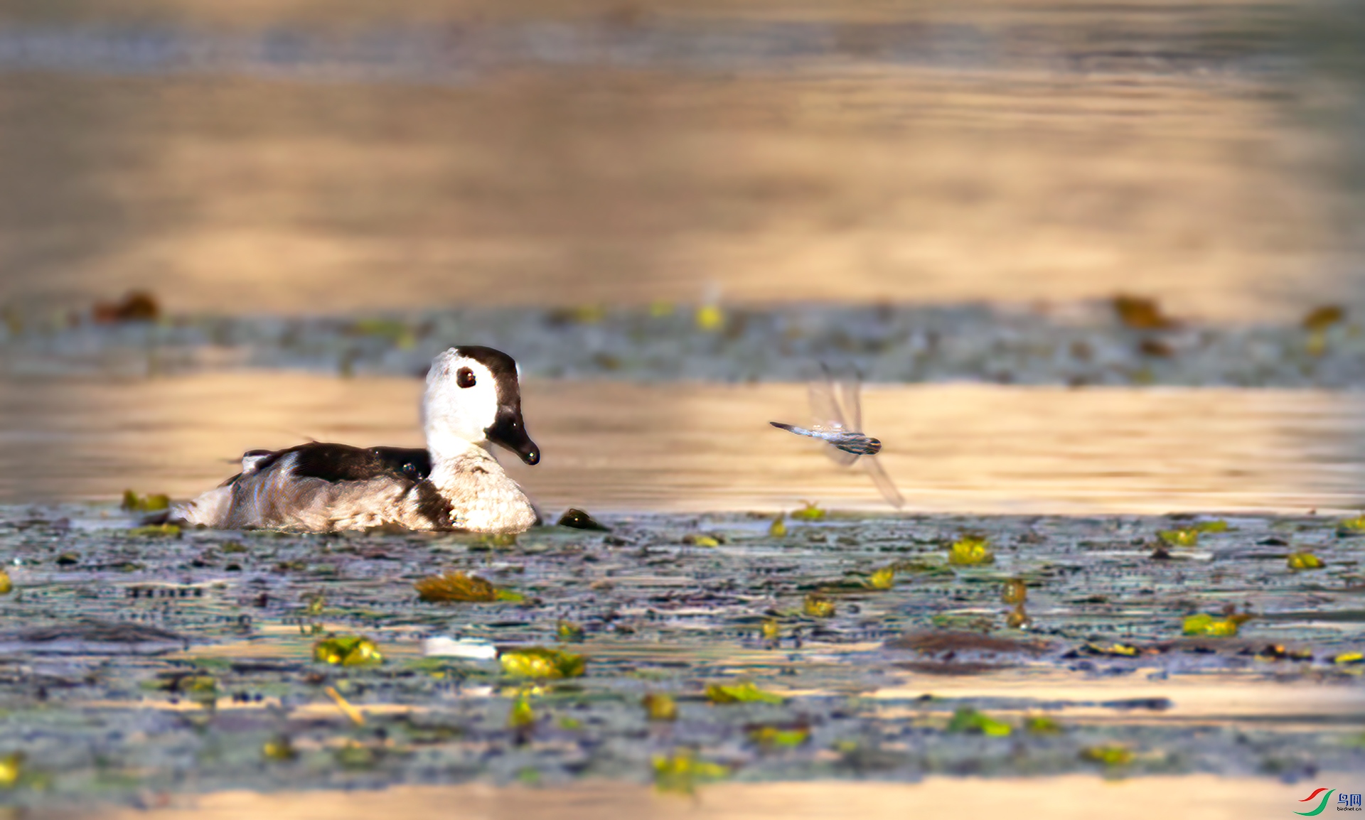 407A5248 ����-Sh----2 .jpg