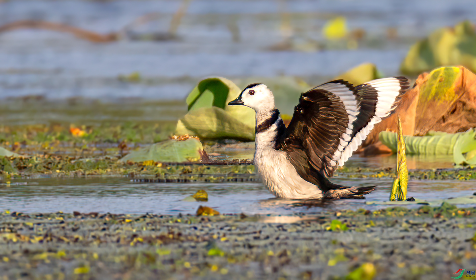 407A4963 ����-Sh----1 .jpg