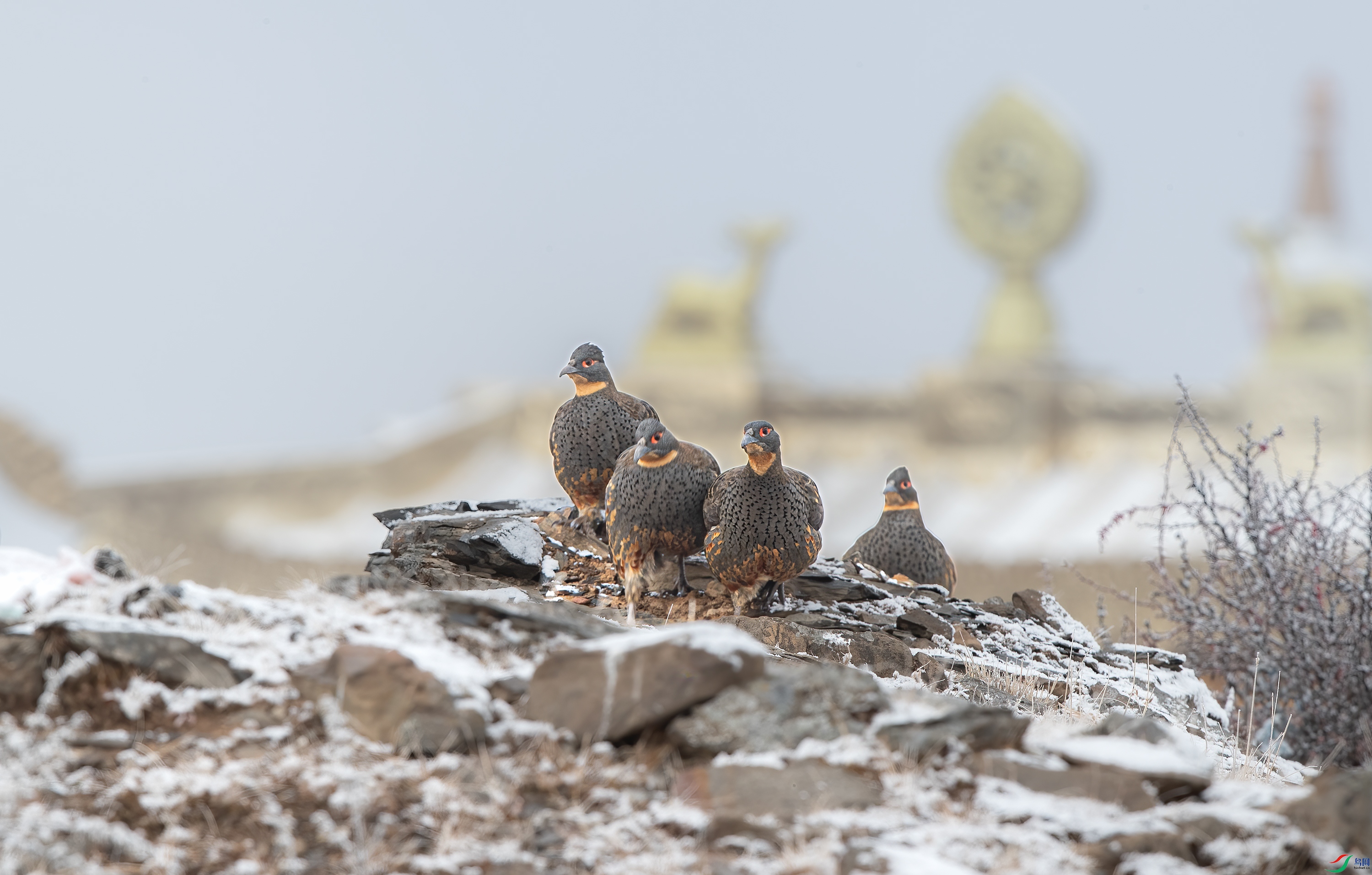 AY8I1095 ����.jpg