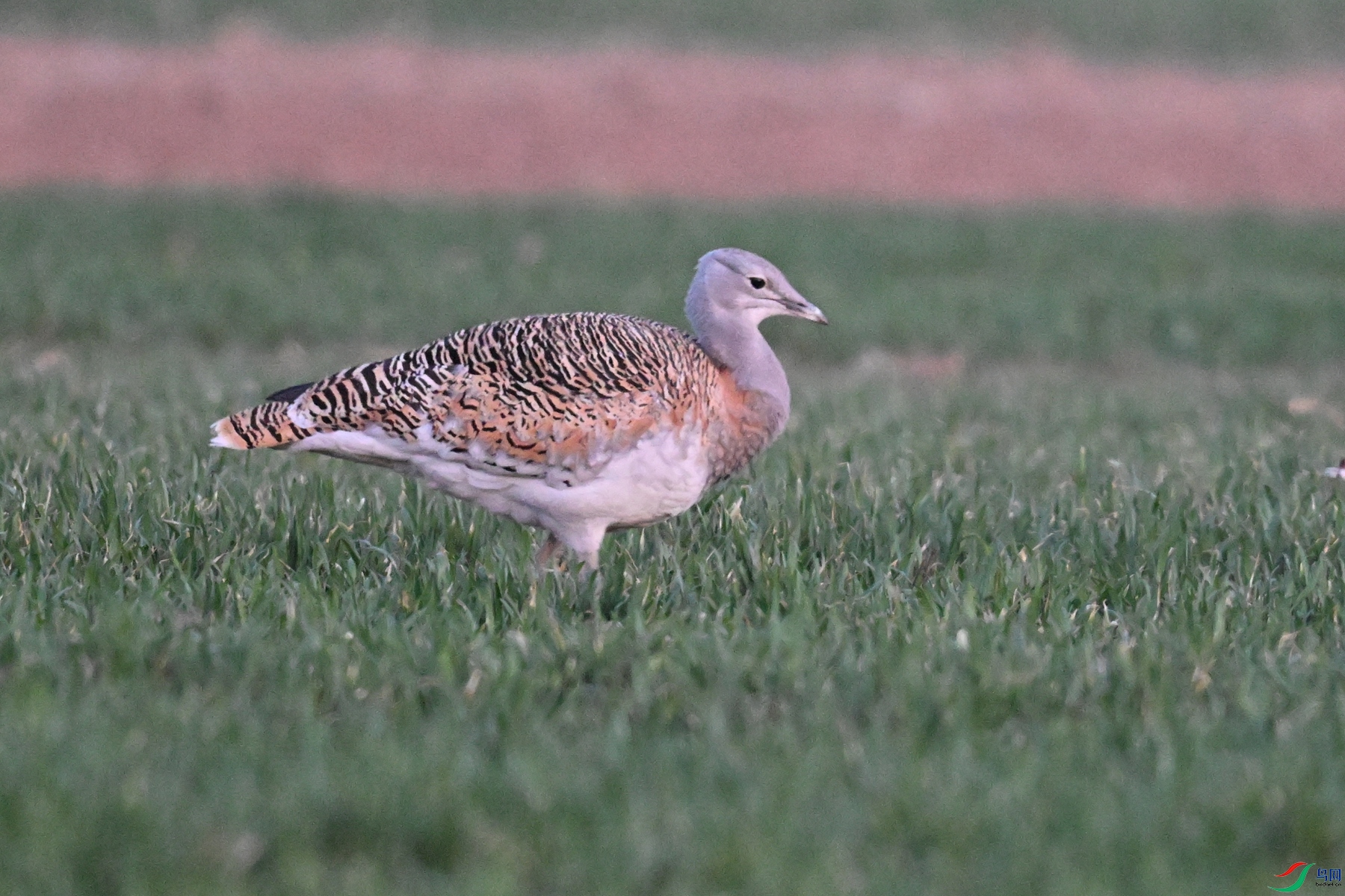 DSC_1880.JPG
