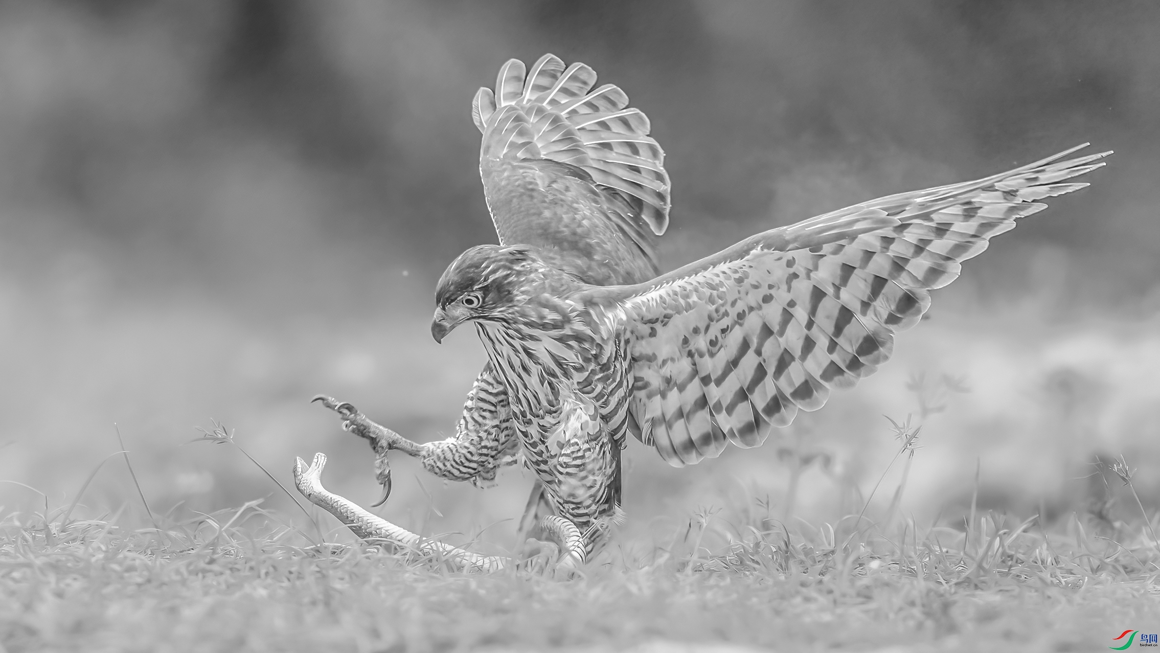 C09R8086 ����.jpg