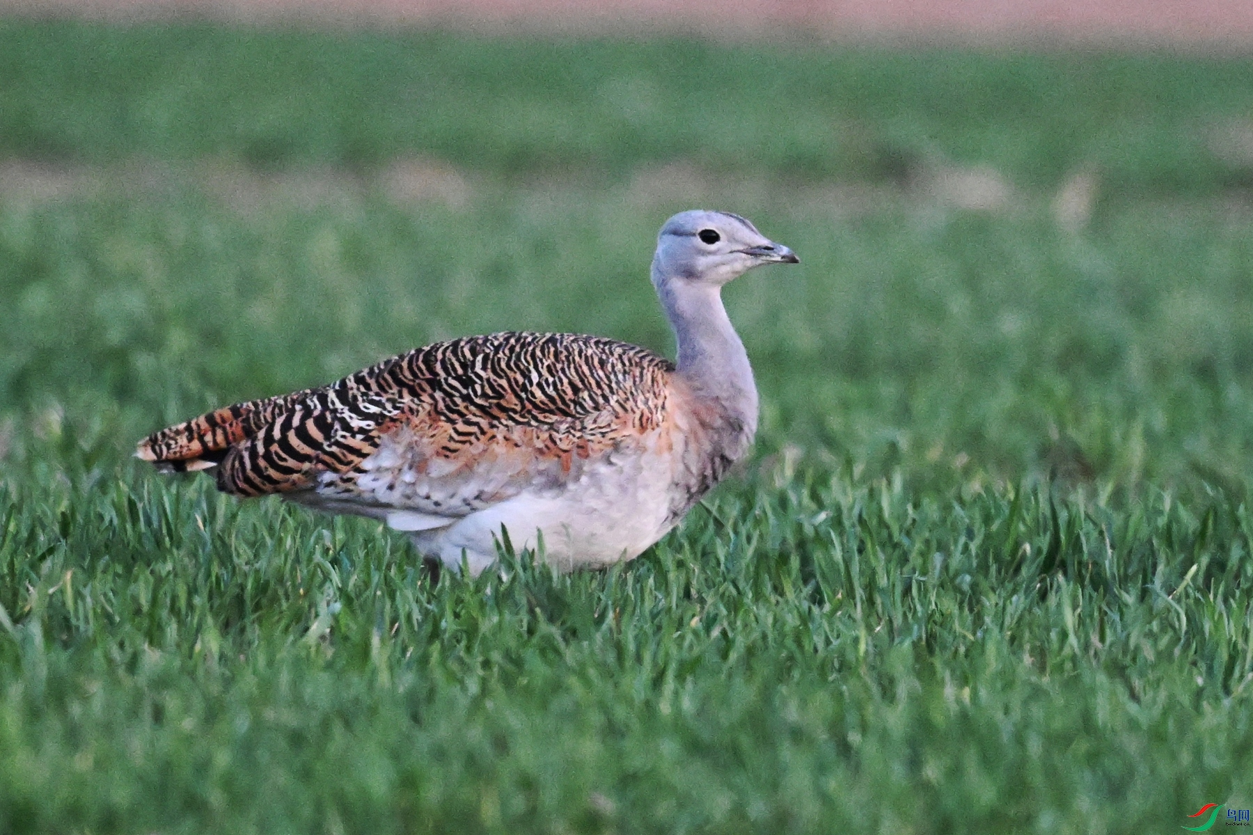 DSC_1863.JPG