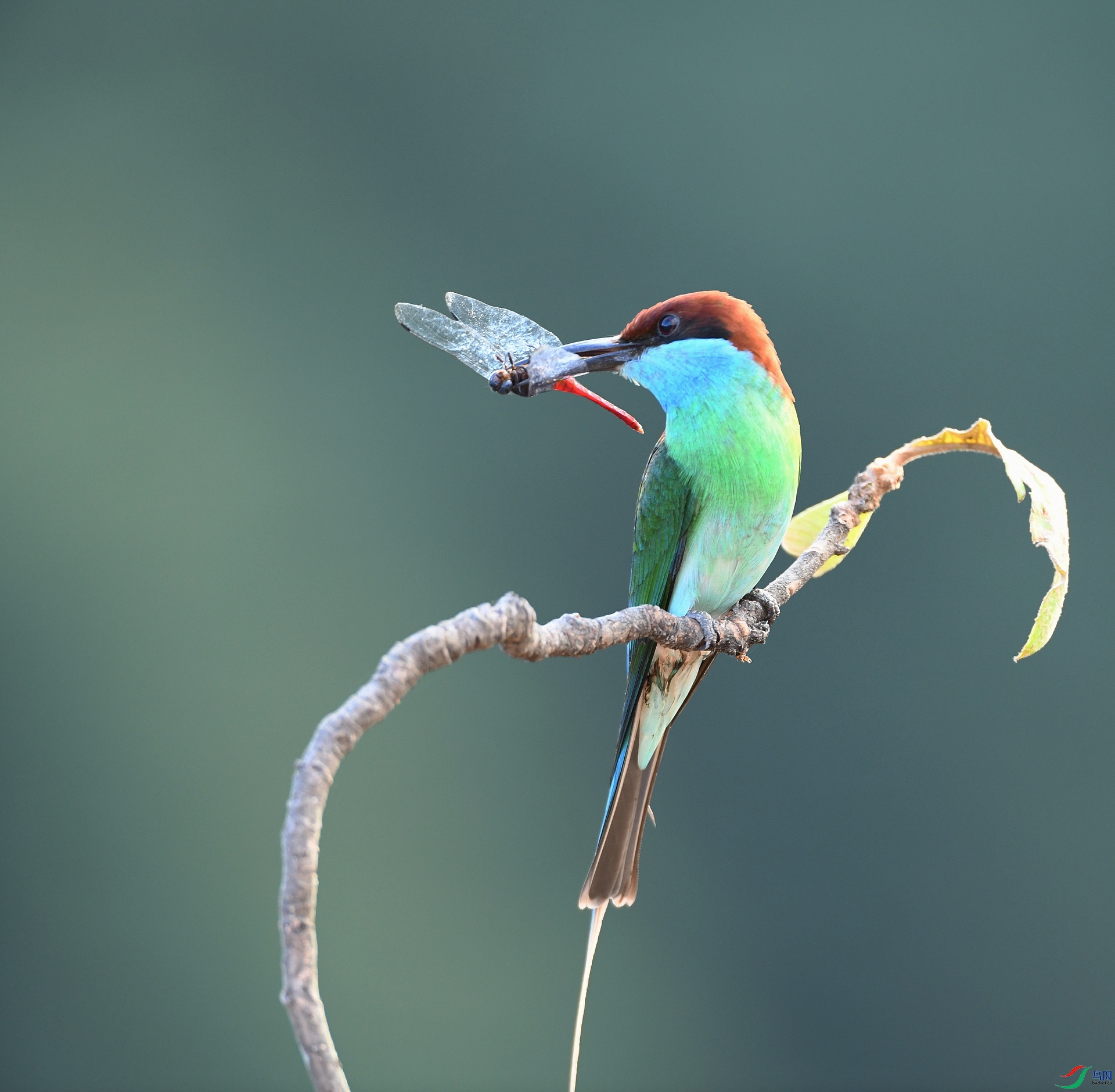 DSC_5146.jpg