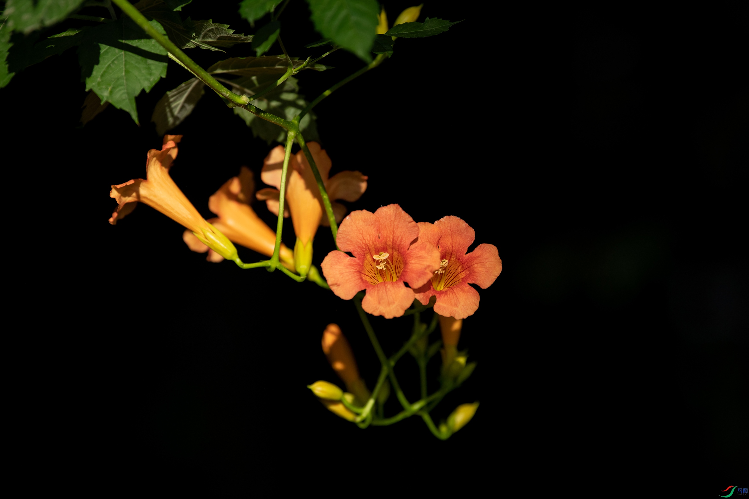 DSC_0658-20230611�� .jpg