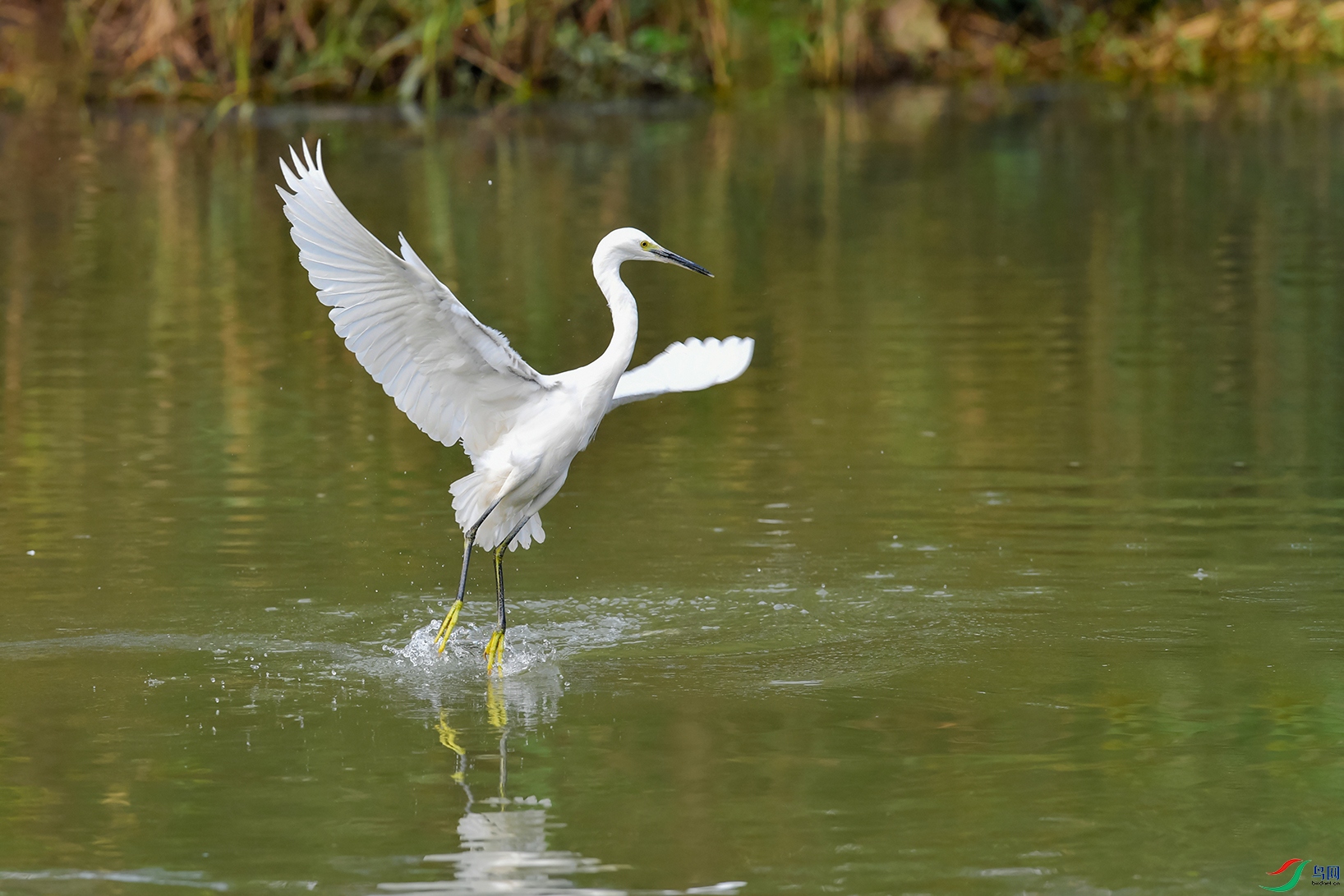 DSC_6032_DxOa.jpg