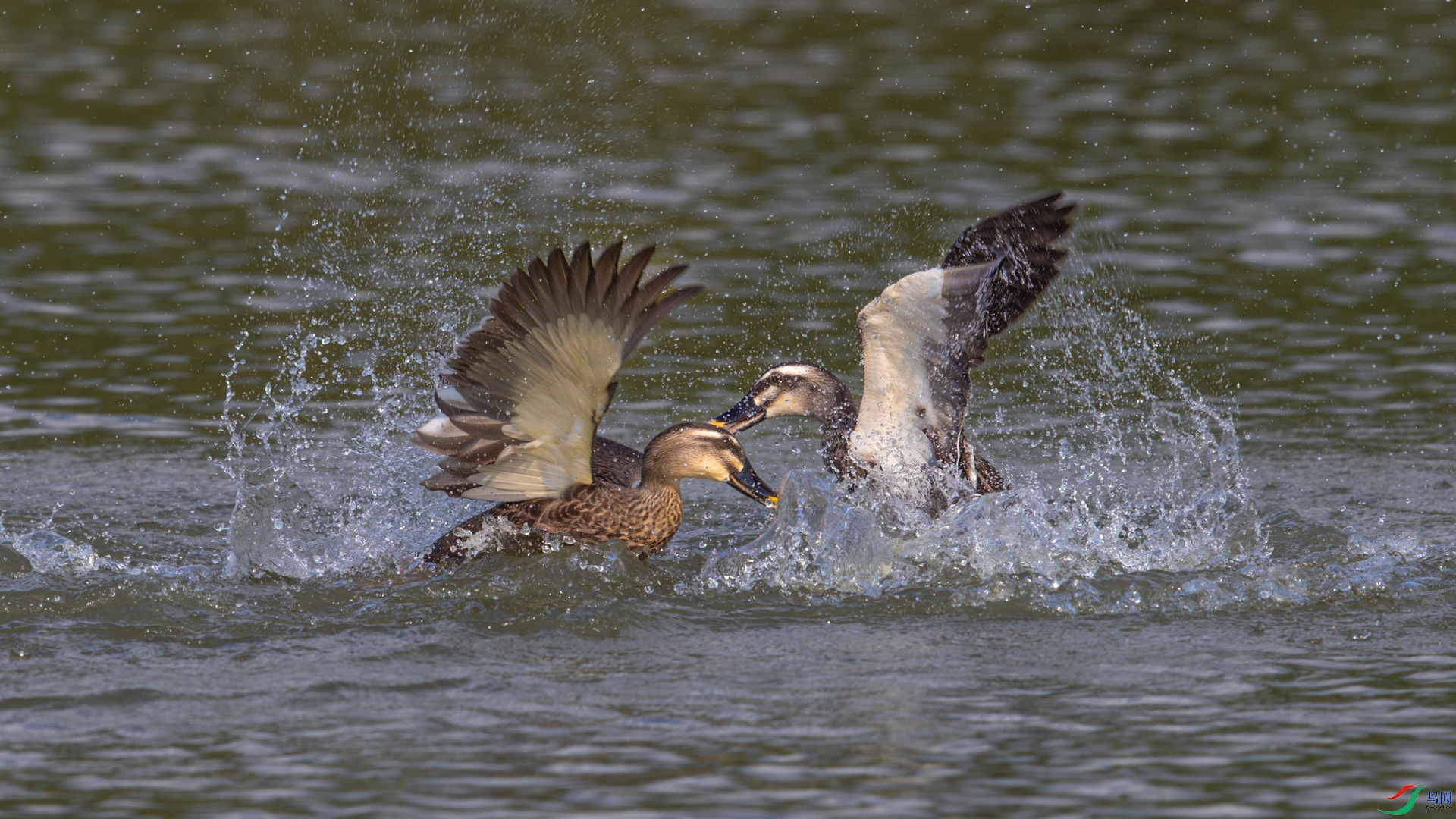 AR2I8702-CR2_DxO_DeepPRIMEXD-1.jpg