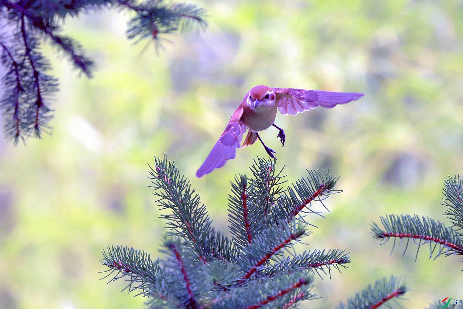 1Y0A0603_����.jpg
