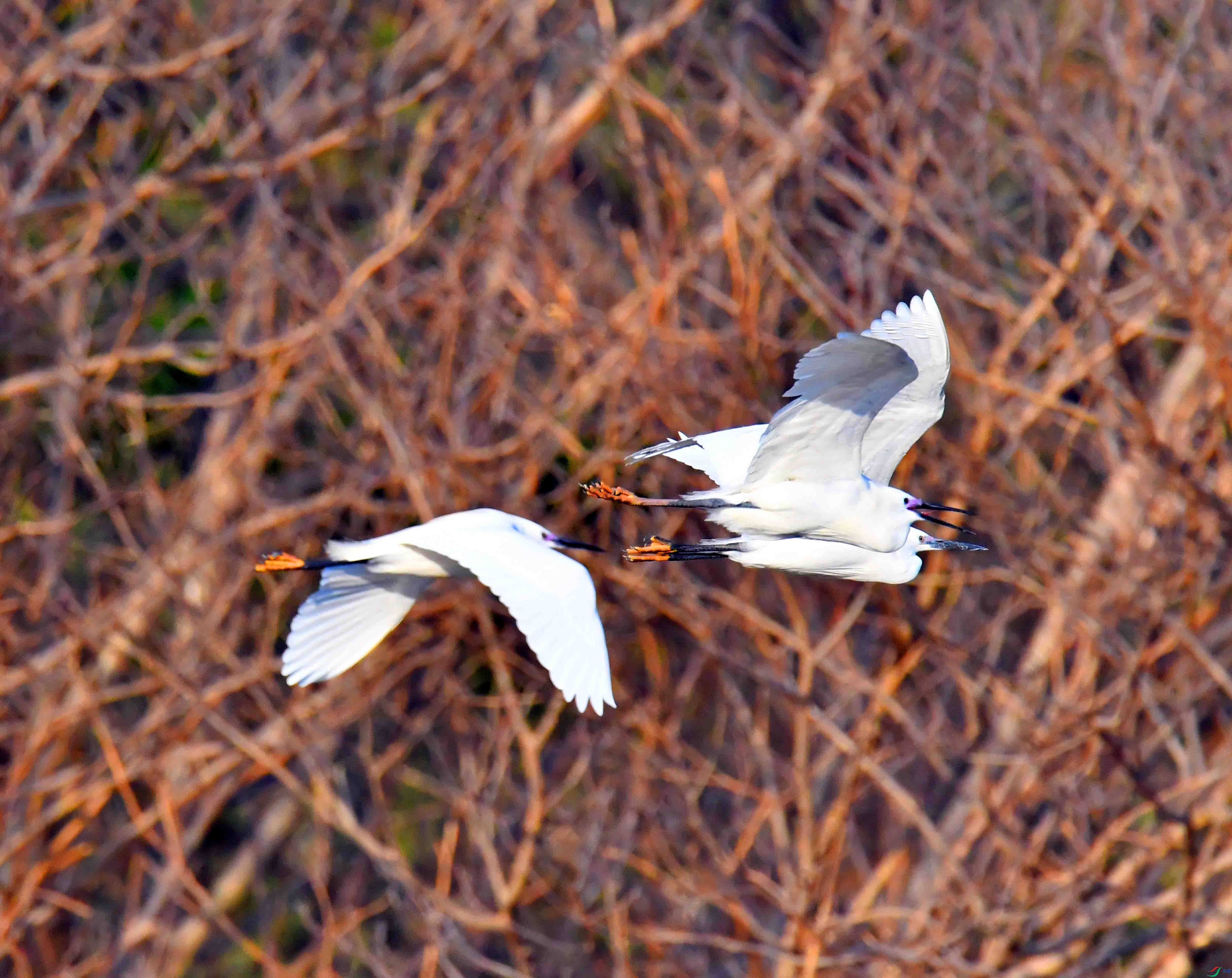 DSC_2374.JPG