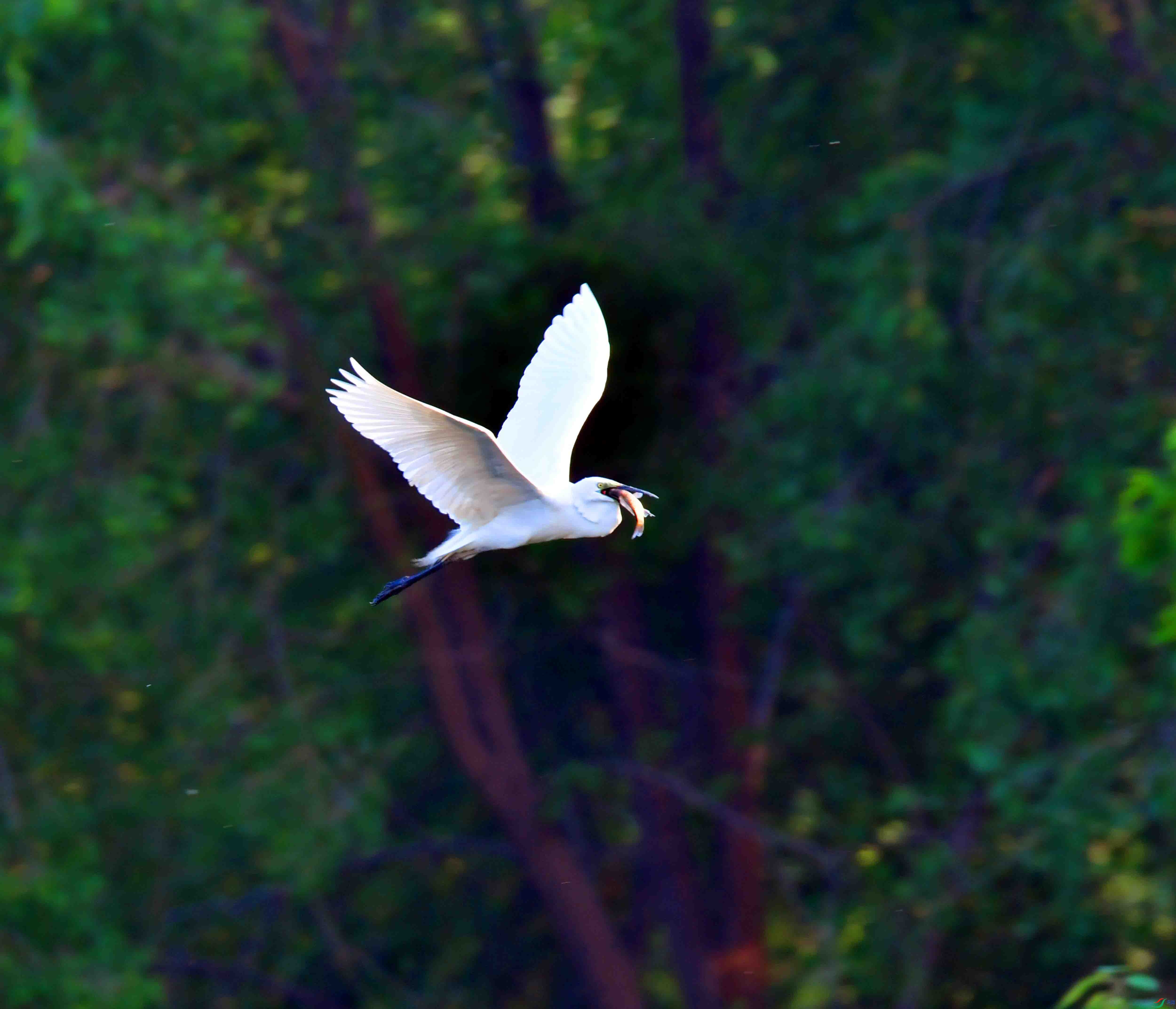DSC_3087.JPG