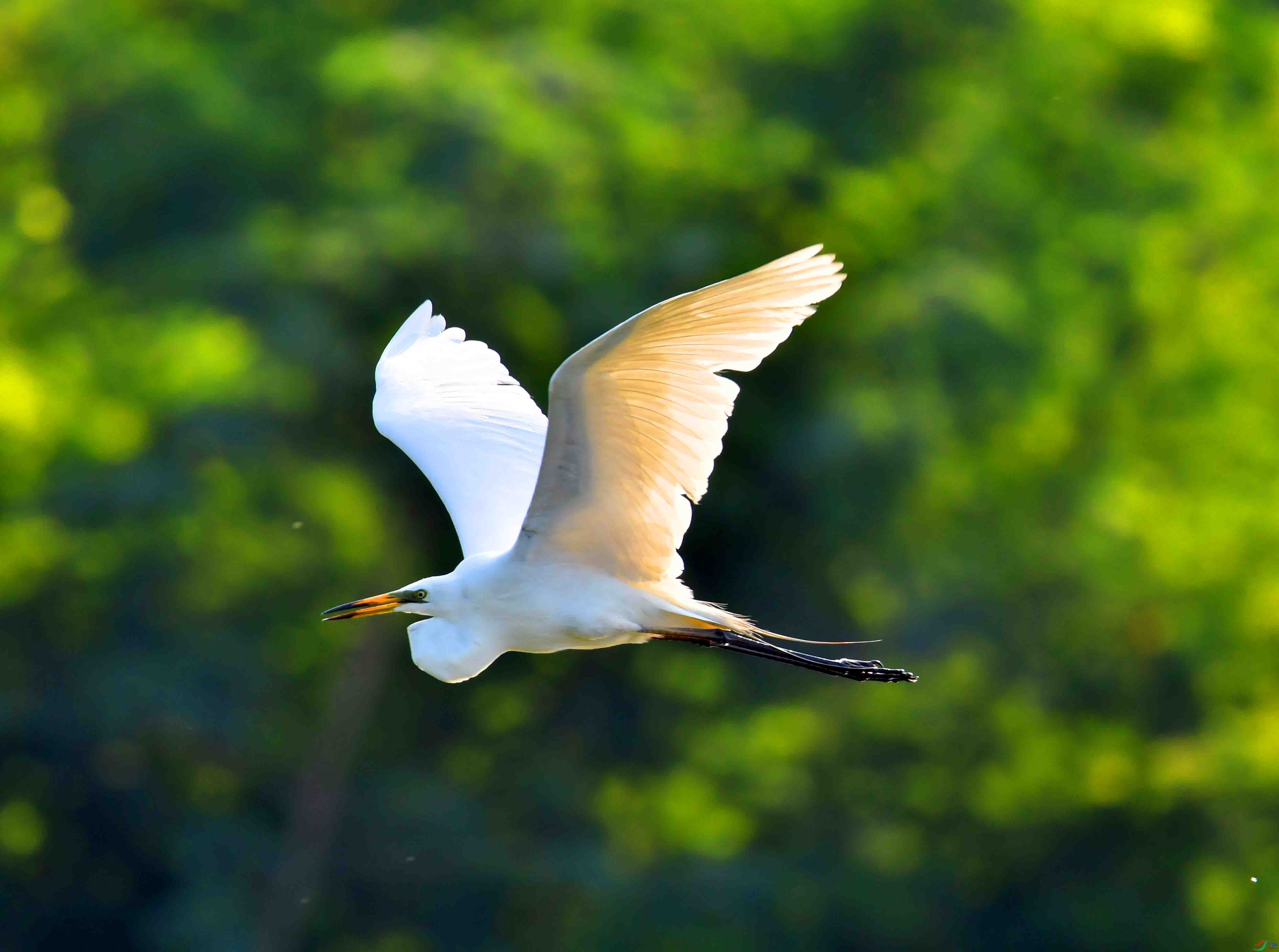 DSC_4317.JPG