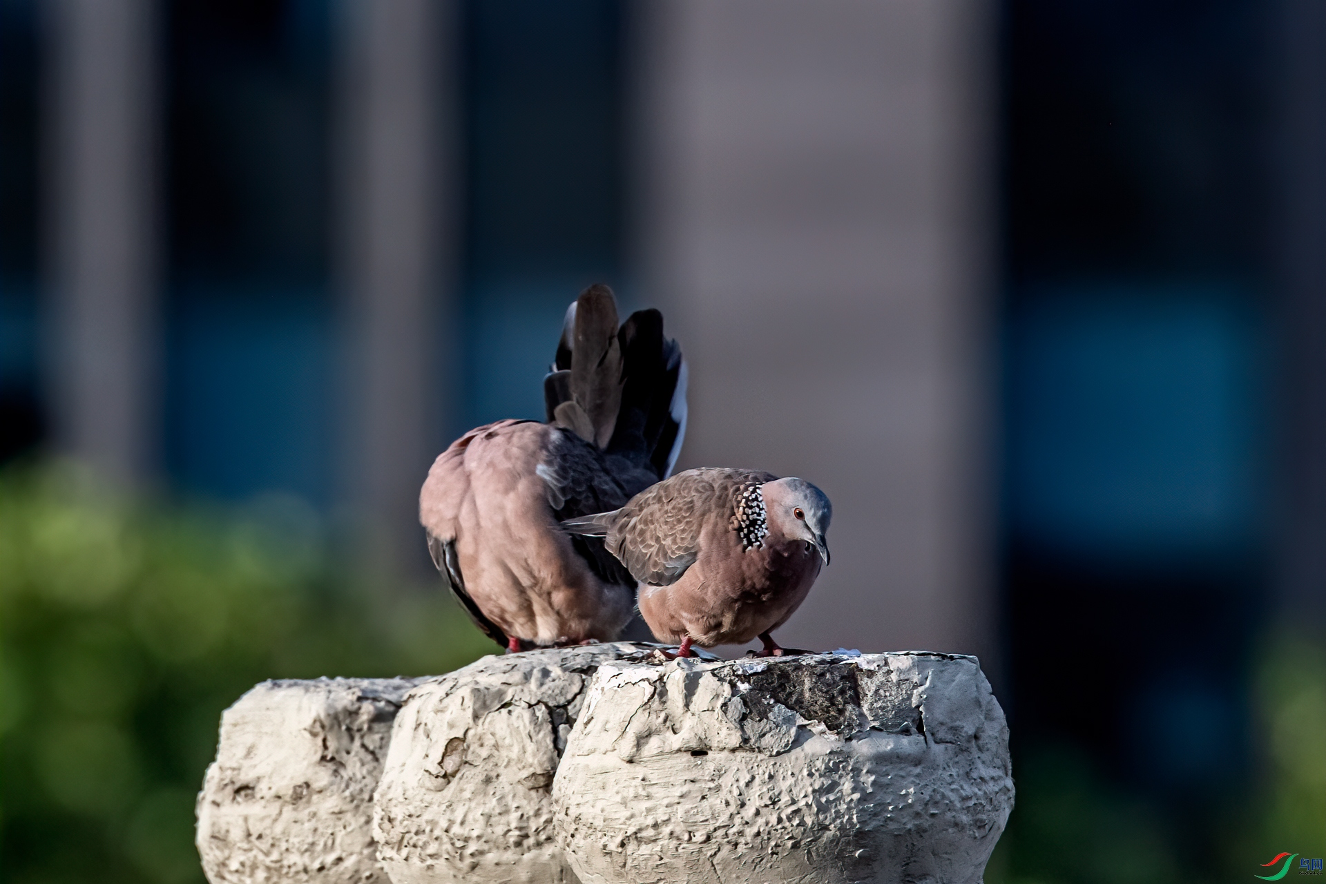 DSC_7181-11.jpg